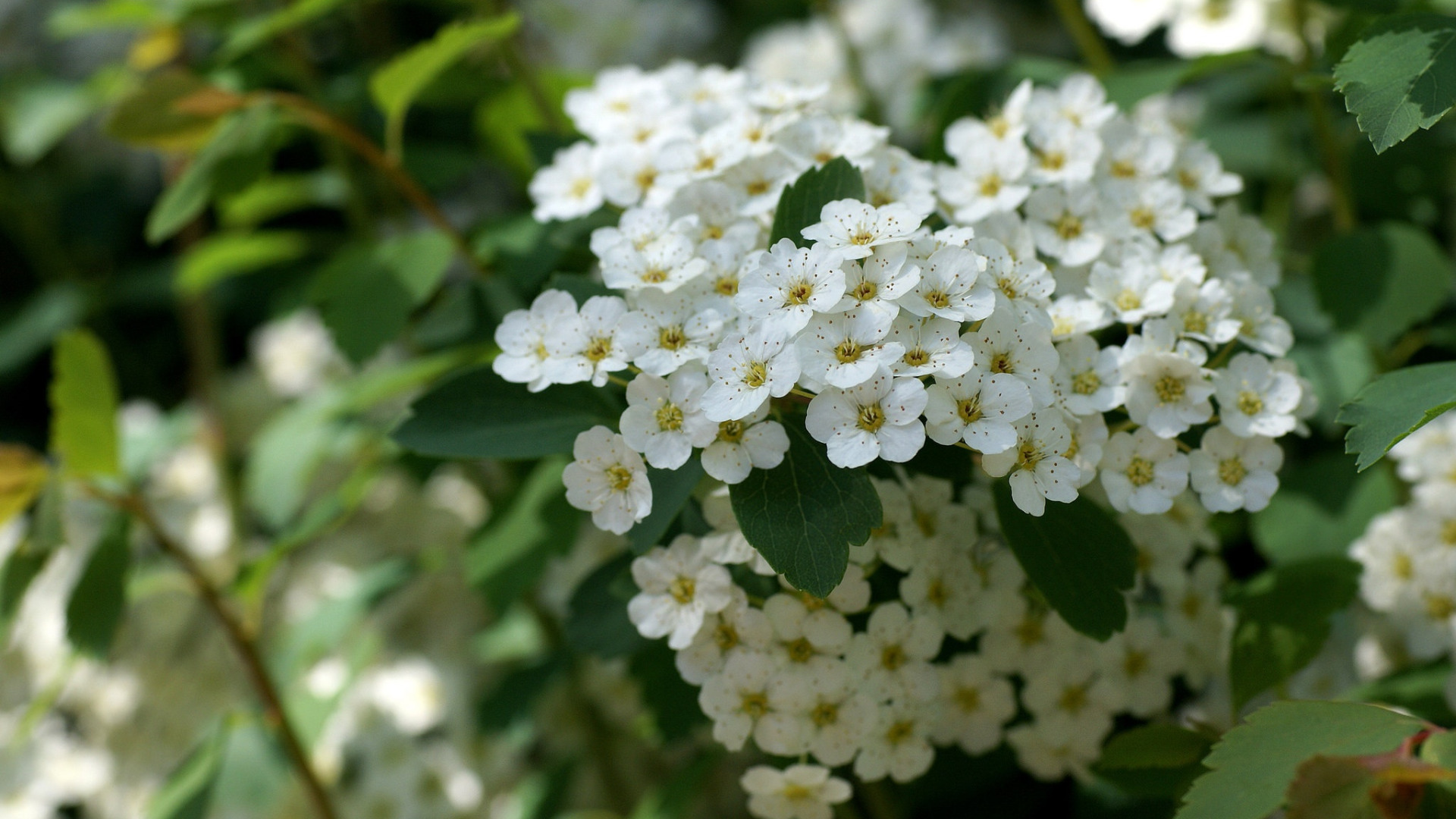 Спирея аргута Spiraea arguta