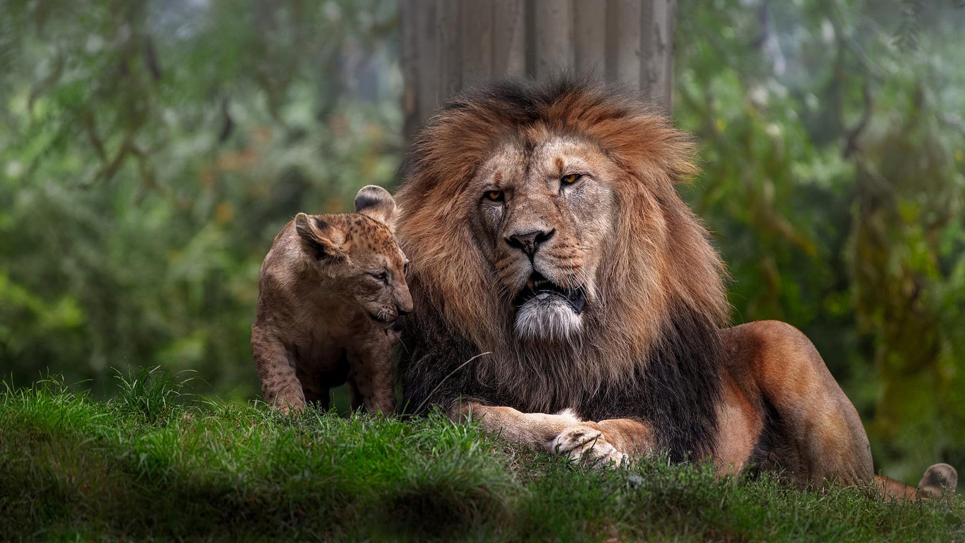 Отец лев дочь лев. Лев и Львенок. Львица и Львенок. Лев фото. Лев львица и Львенок.
