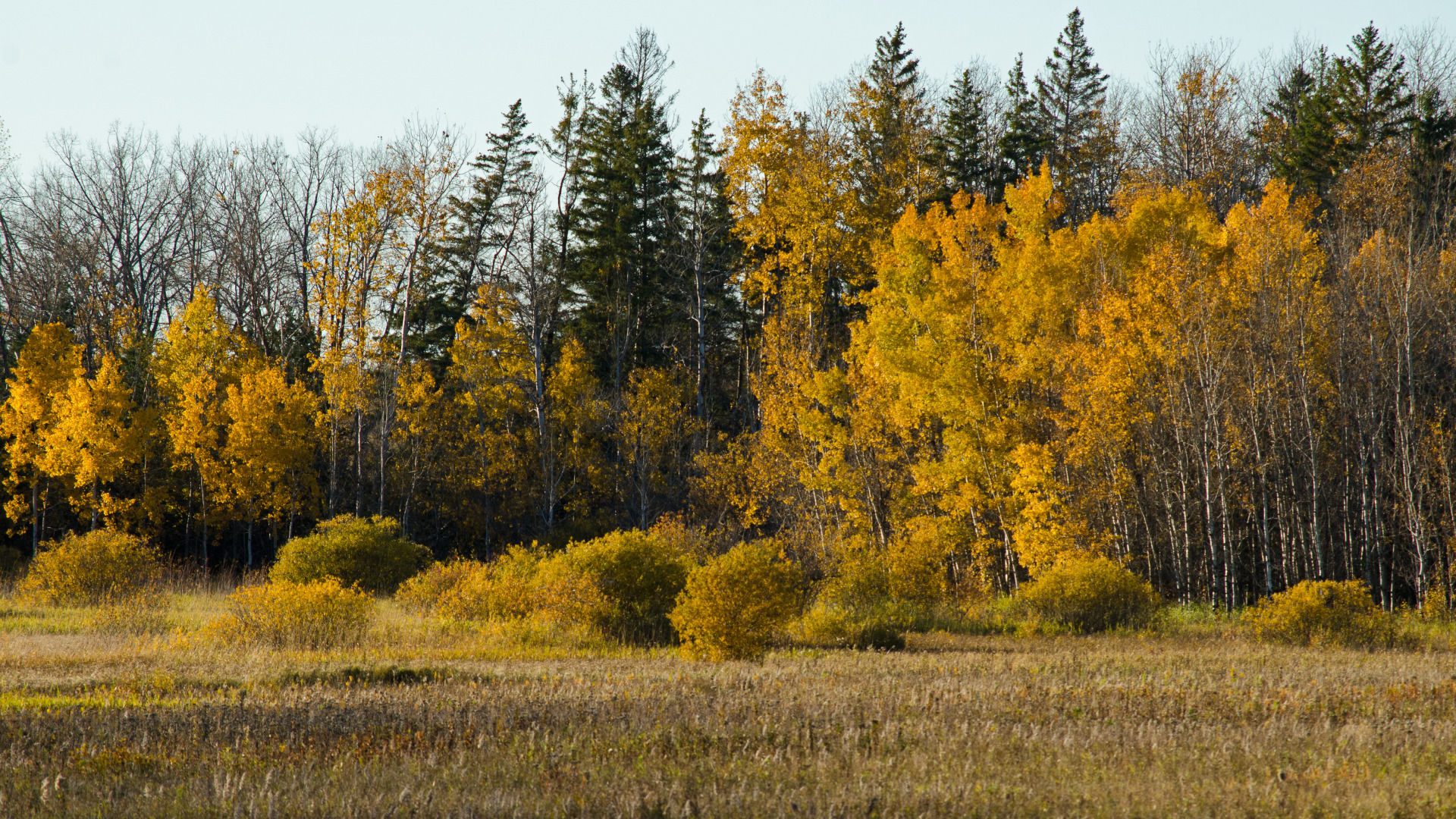 Fall Section Download wallpaper Nature, autumn, fall, section nature in resolution ...