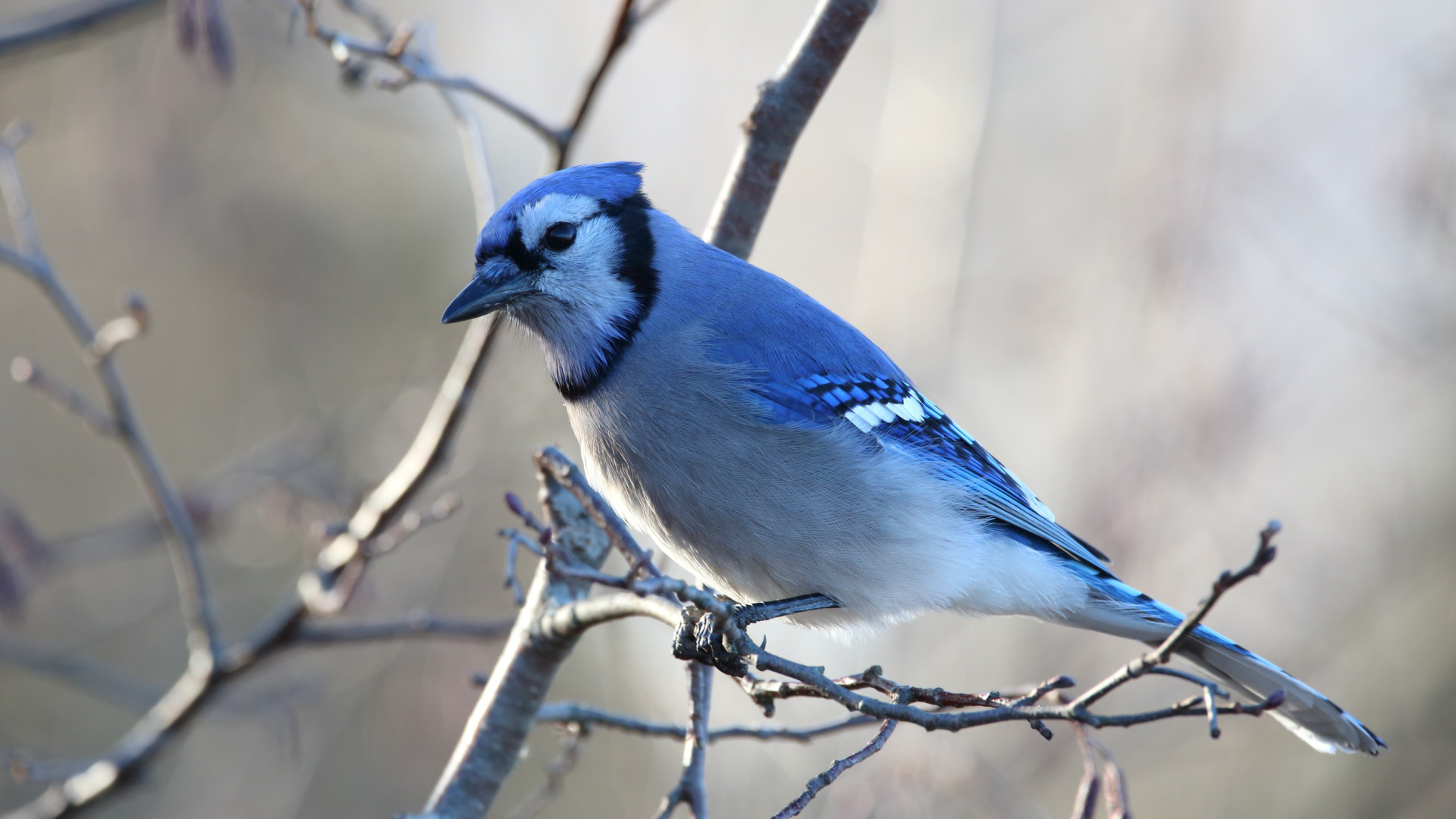 Bluejay. Птичка Сойка голубая. «Голубые сойки». Голубая Сойка зимой. Сине-голубая американская Сойка.