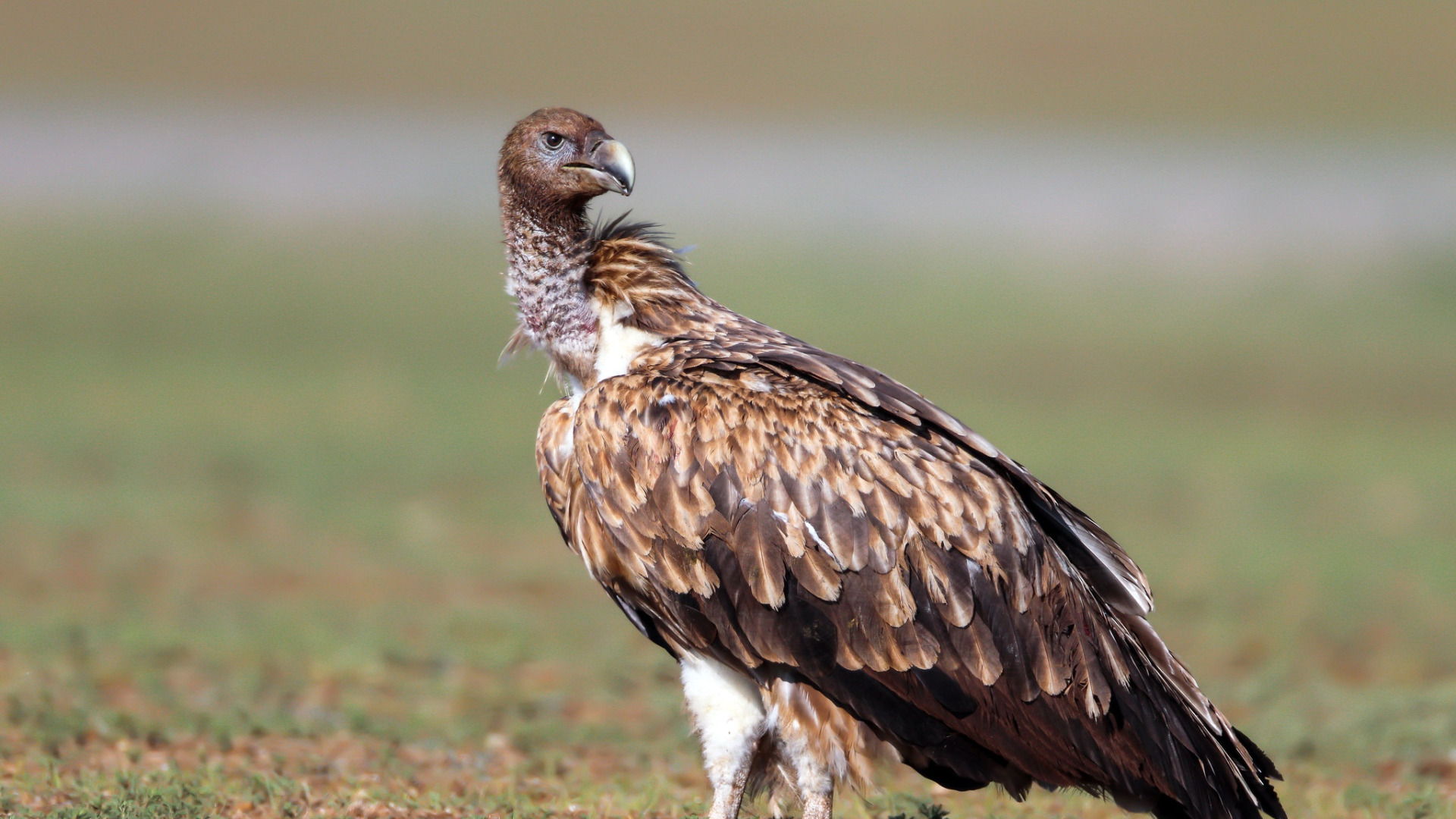 Download wallpaper bokeh, Himalayan Griffon, nature, section animals in ...