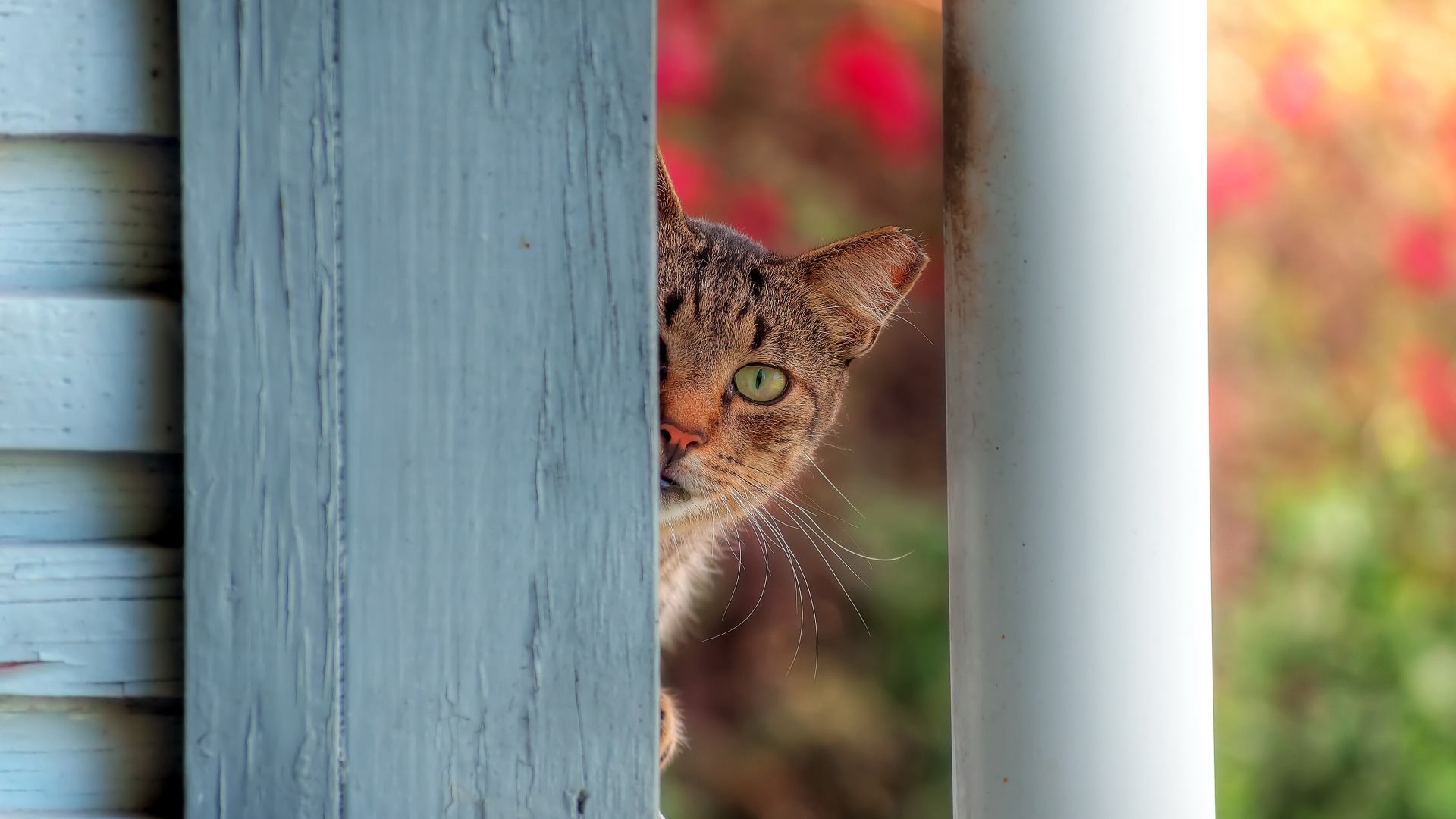 Выглядывающий кот. Кот выглядывает. Кот выглядывает из-за угла. Выглядывает из за угла. Котенок выглядывает.