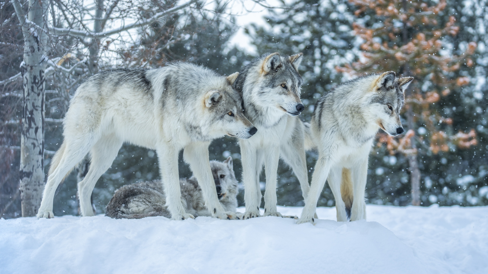 Download wallpaper winter, <b>snow</b>, predators, pack, <b>wolves</b>, orderlies of the ...