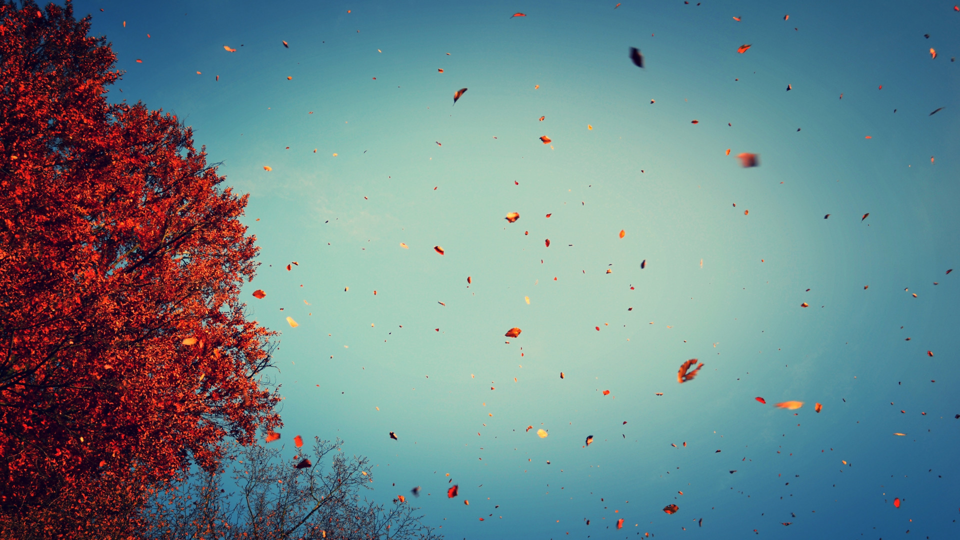 minimalist autumn tree wallpaper Wallpaper Engine - YouTube