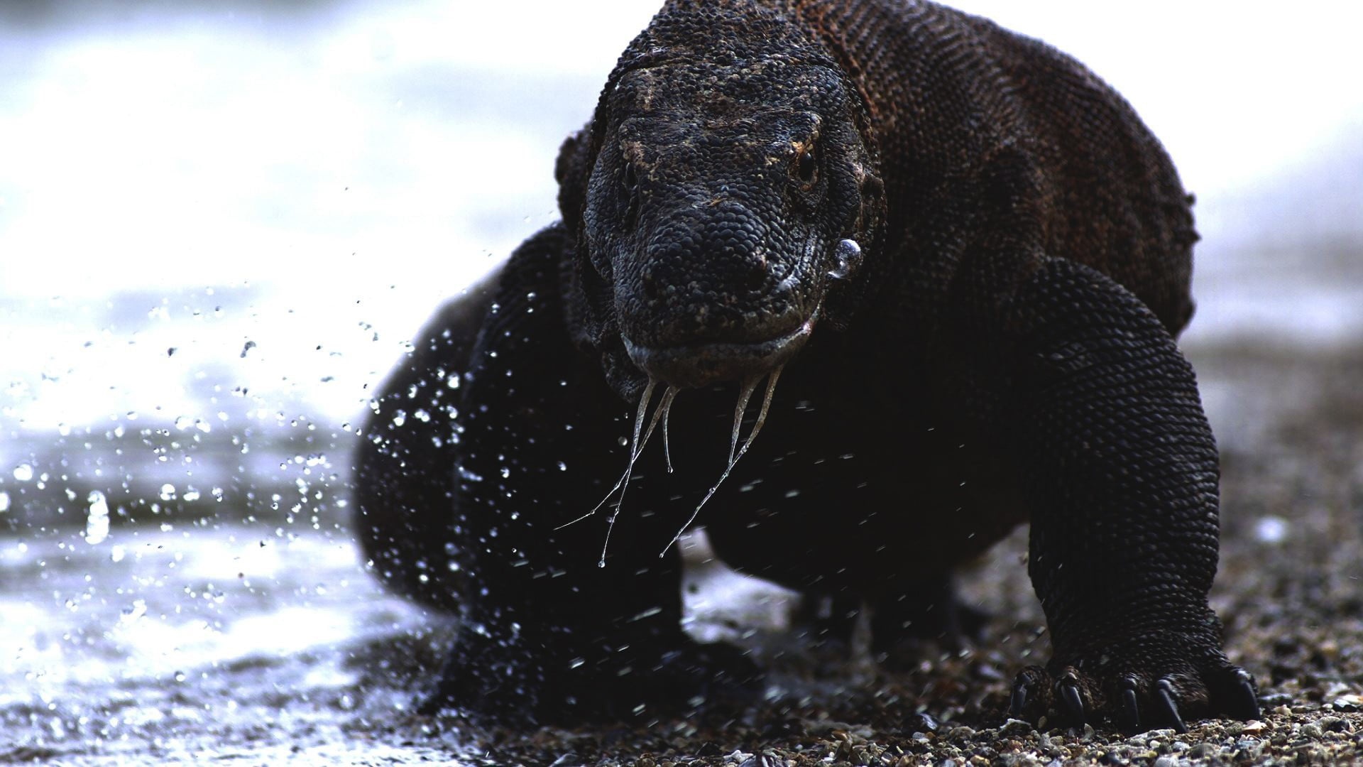 Download wallpaper waves, animals, sea, water, water drops, reptiles, komodo dragon, section