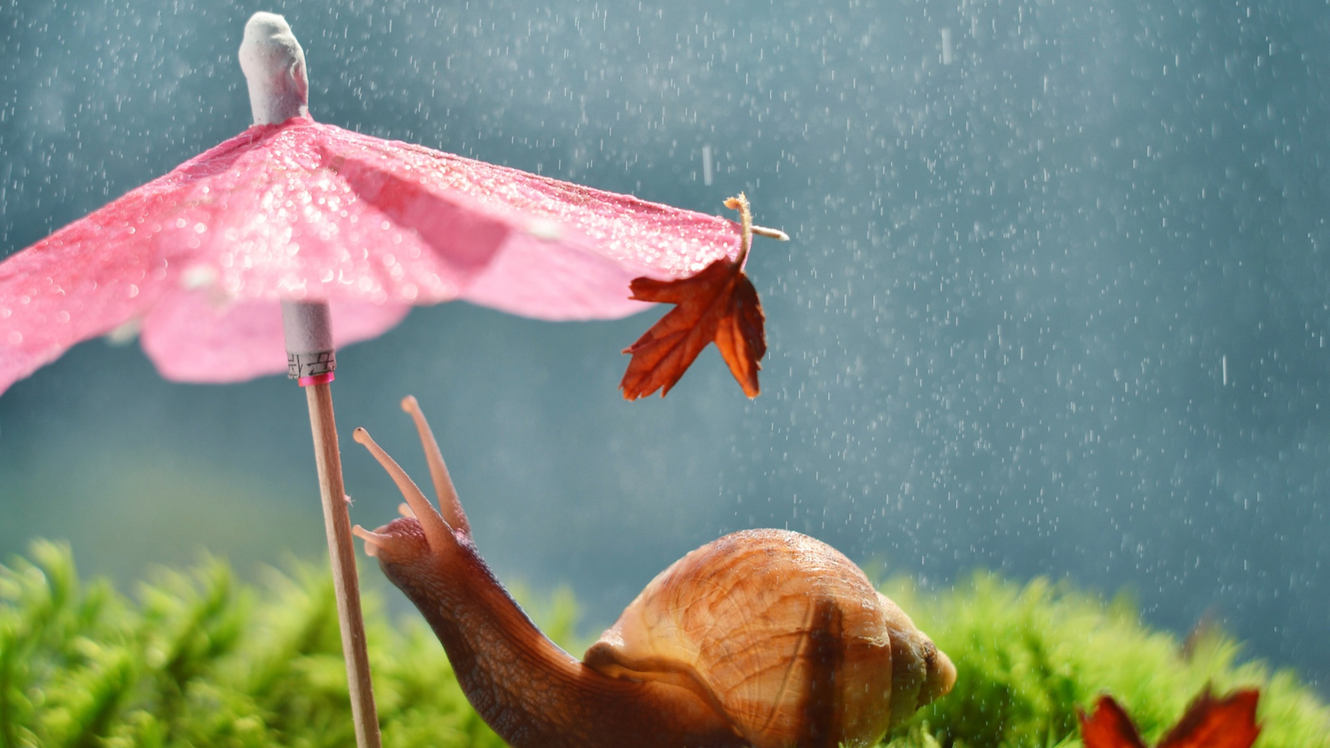 Download wallpaper umbrella, rain, snail, section animals in resolution ...