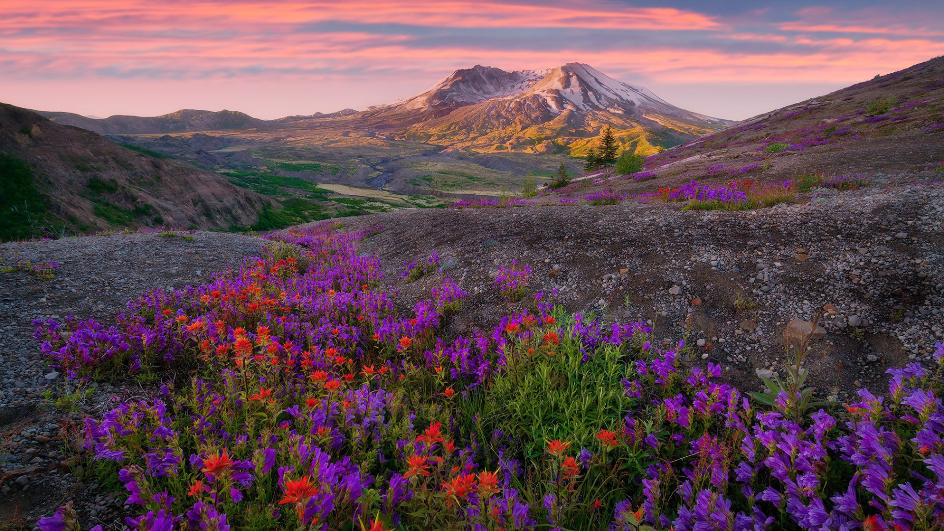 Download wallpaper Sunrise, Wild Flowers, Indian Paint Brush, section ...