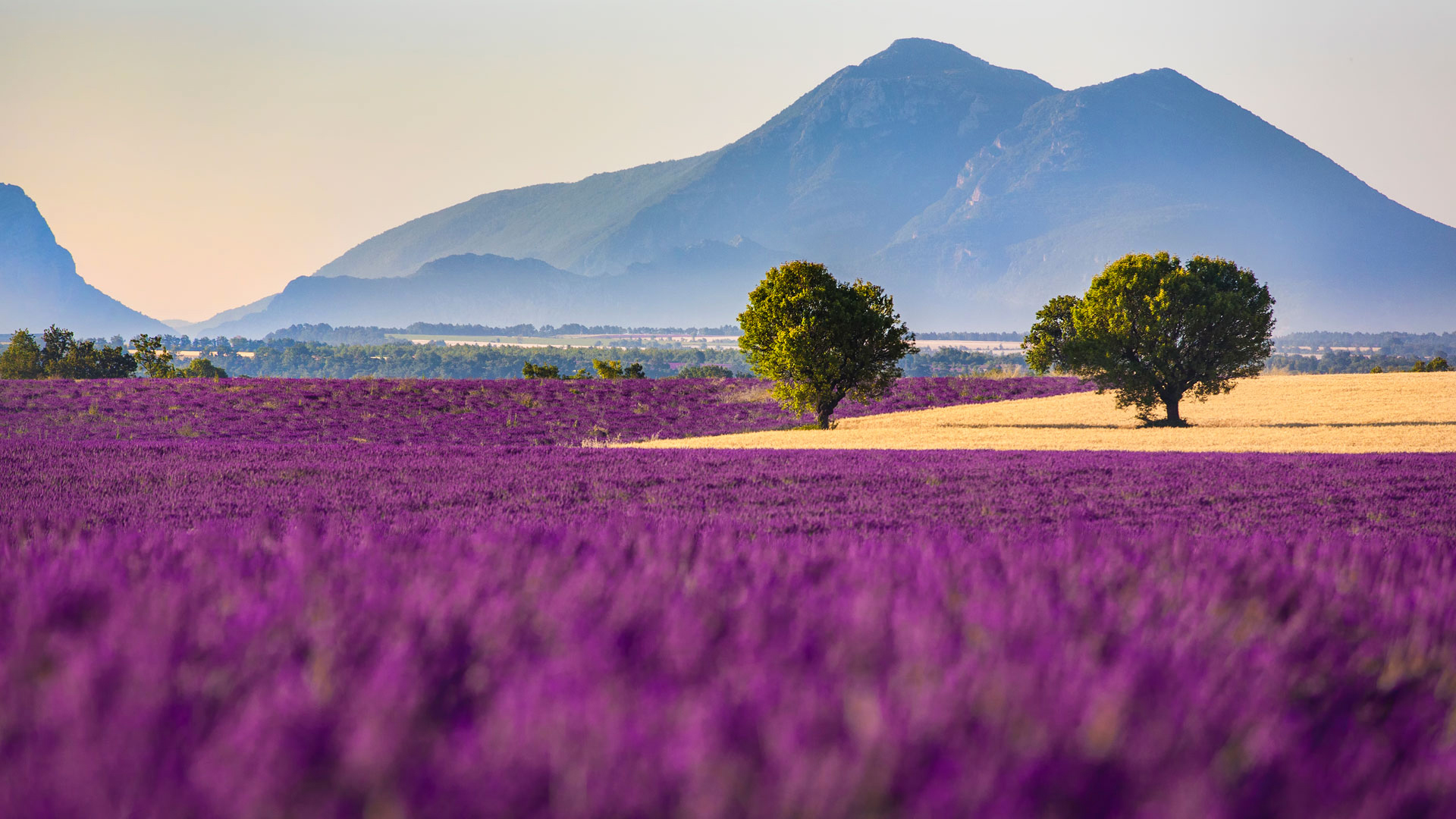 Photo France Provence region Nature Mountains Fields lavender