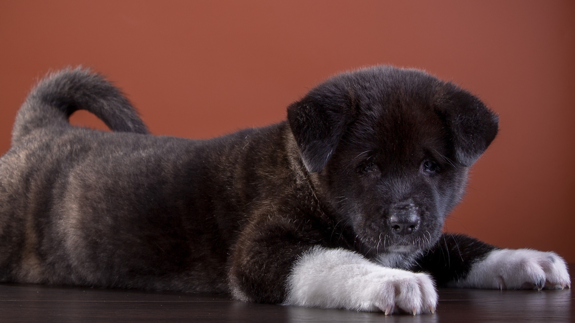 Download wallpaper puppy, American, Akita, section dog in resolution ...