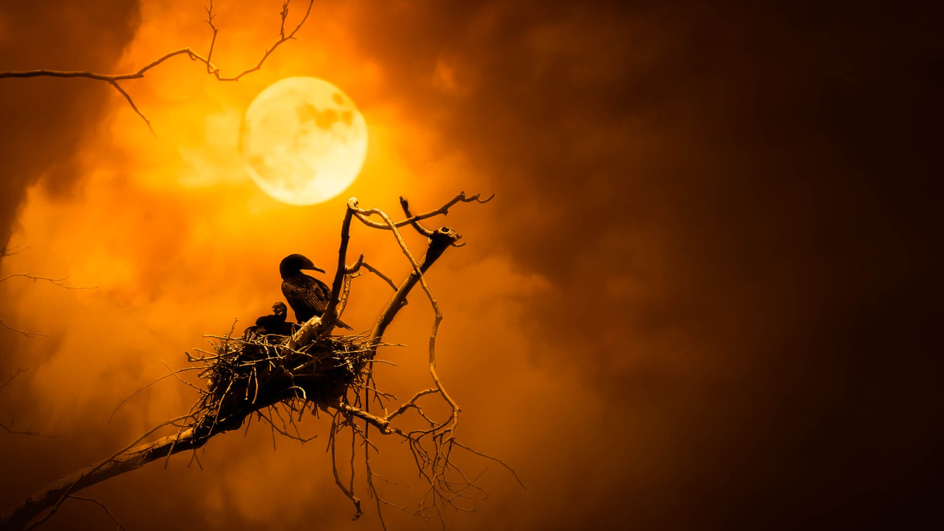 Download wallpaper night, bird, the moon, socket, cormorant, section