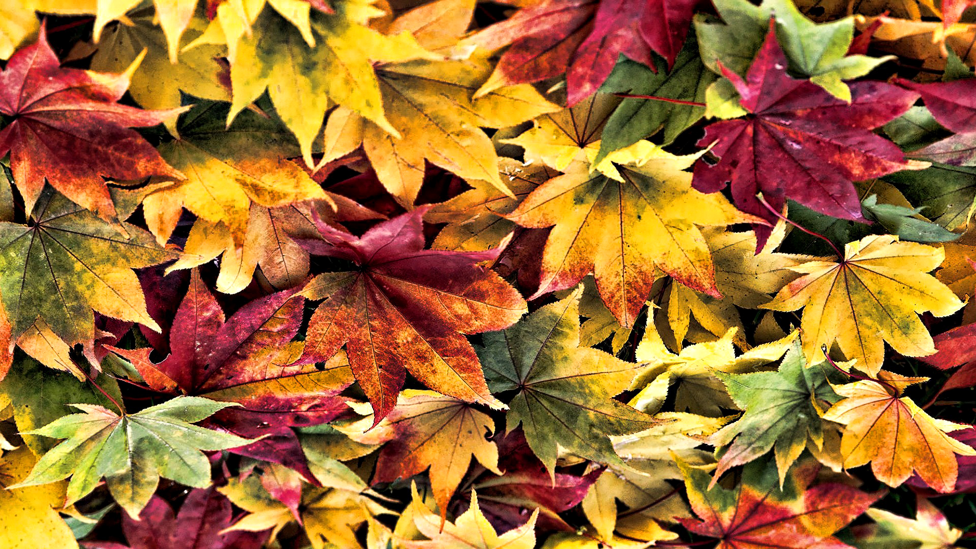 цвет листьев летом и осенью фото