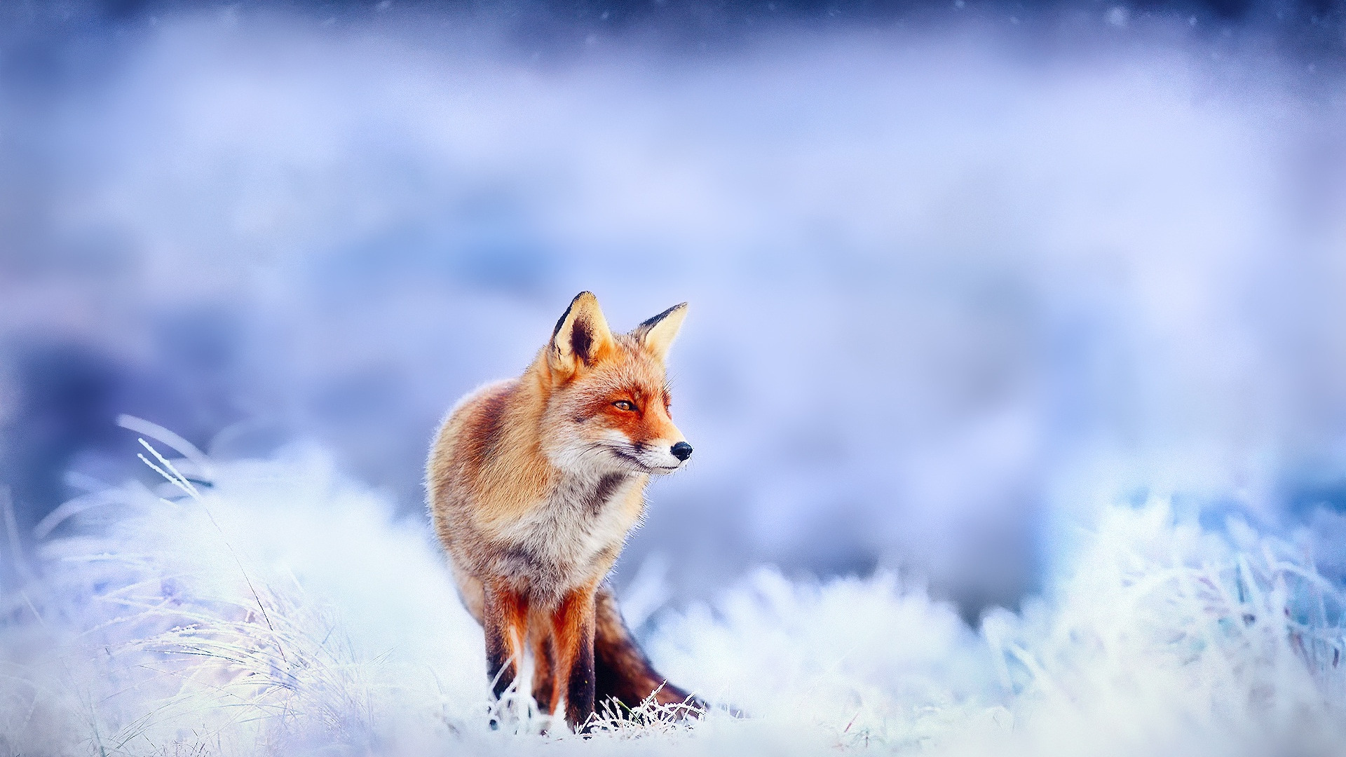 Snow fox