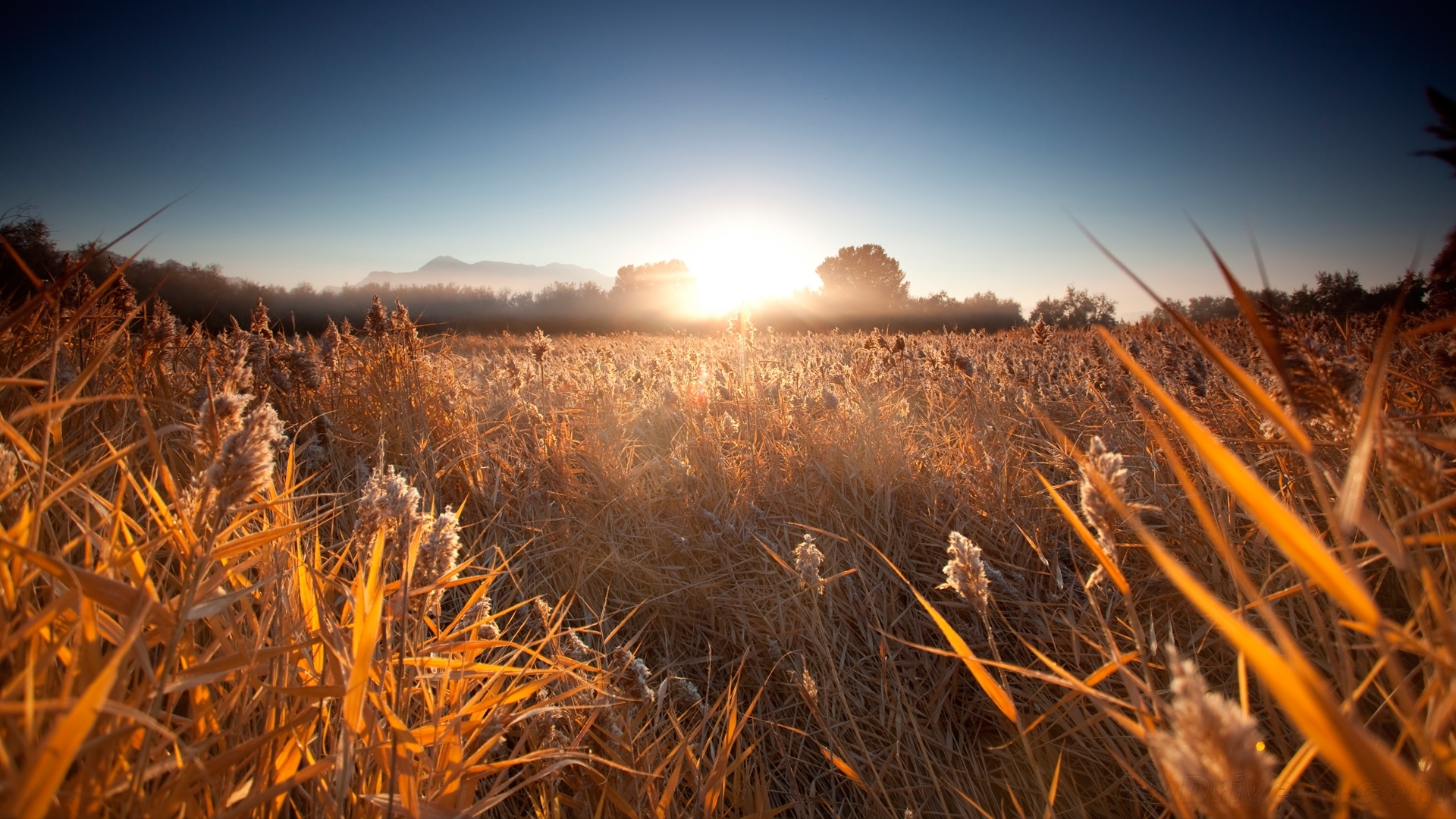 В сухой траве словом всюду. Закат в поле. Осеннее поле. Поле вечером. Пшеничное поле.