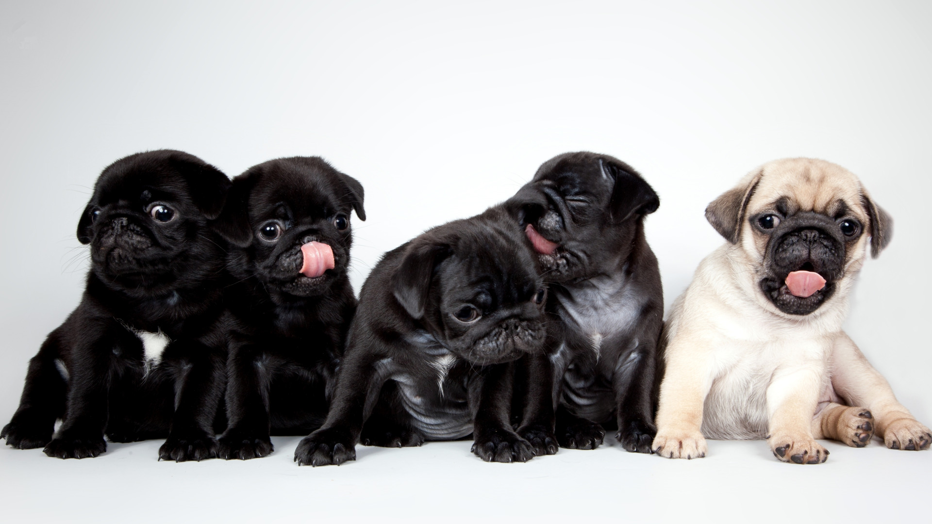 Download wallpaper puppies, cute, pugs, section dog in resolution 1920x1080