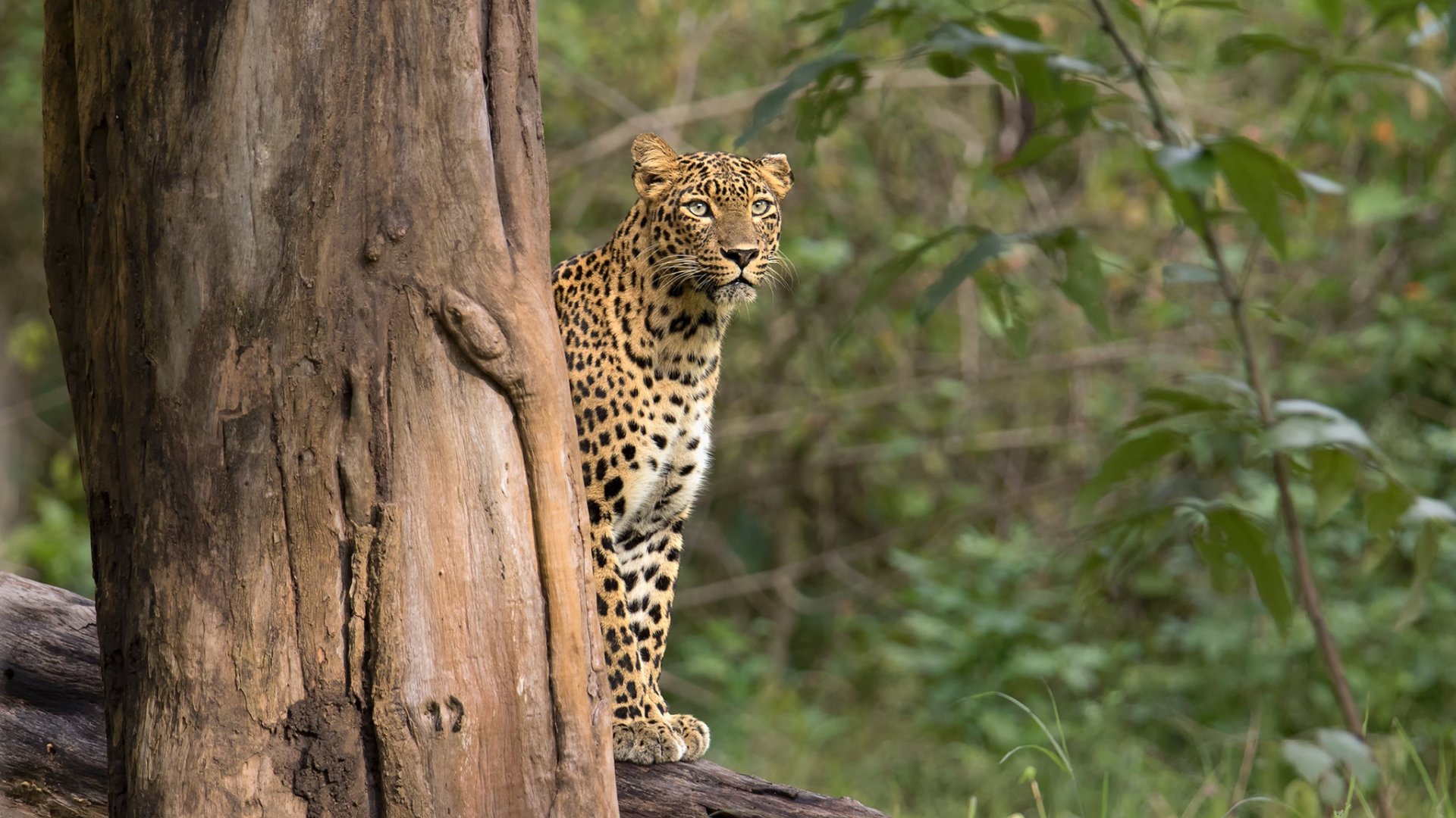 Download wallpaper forest, leopard, the trunk of the tree, Rakesh Kumar ...
