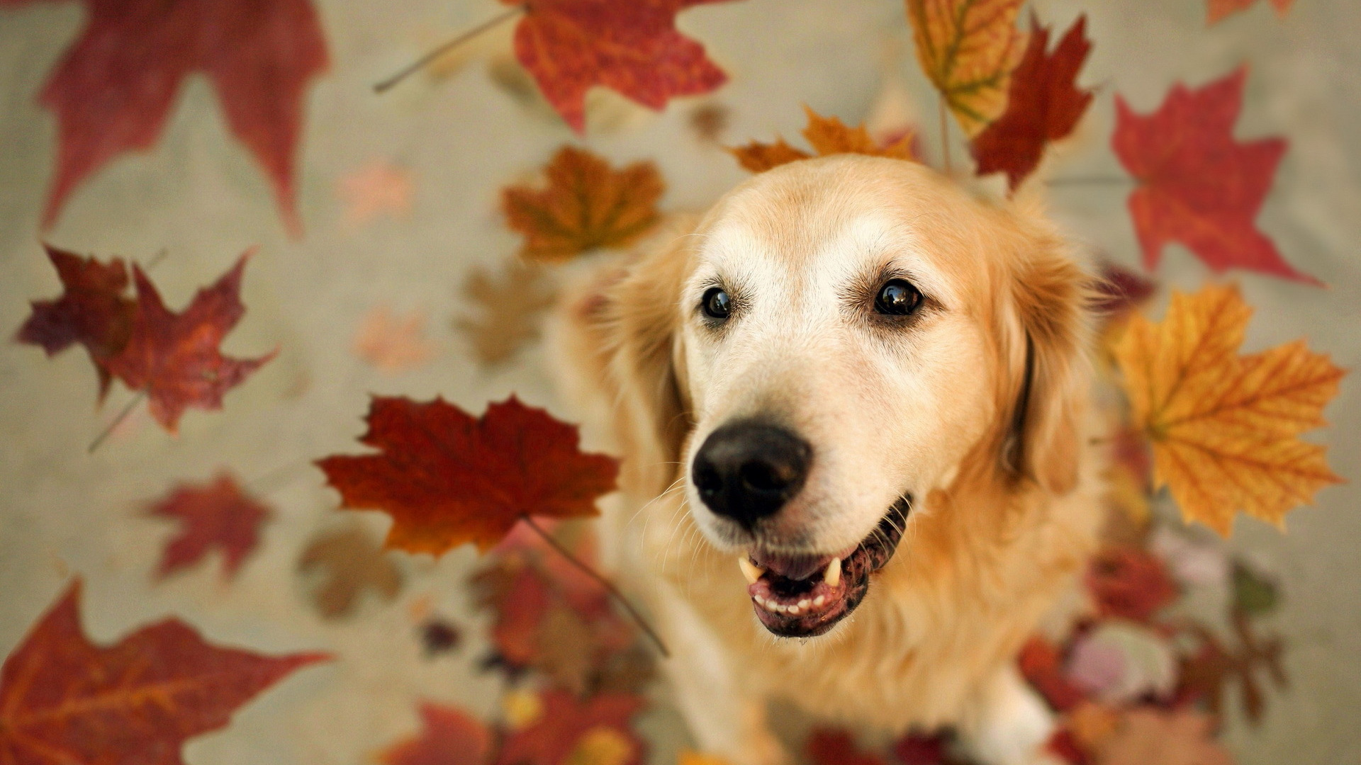 Leaf dog