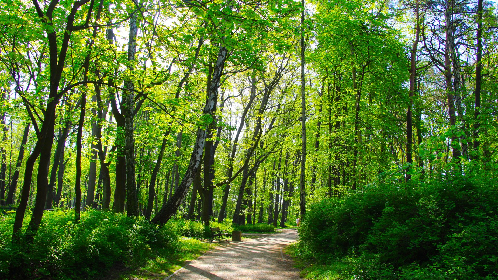 Tree Park Spring Download wallpaper trees, park, spring, alley, section landscapes in ...