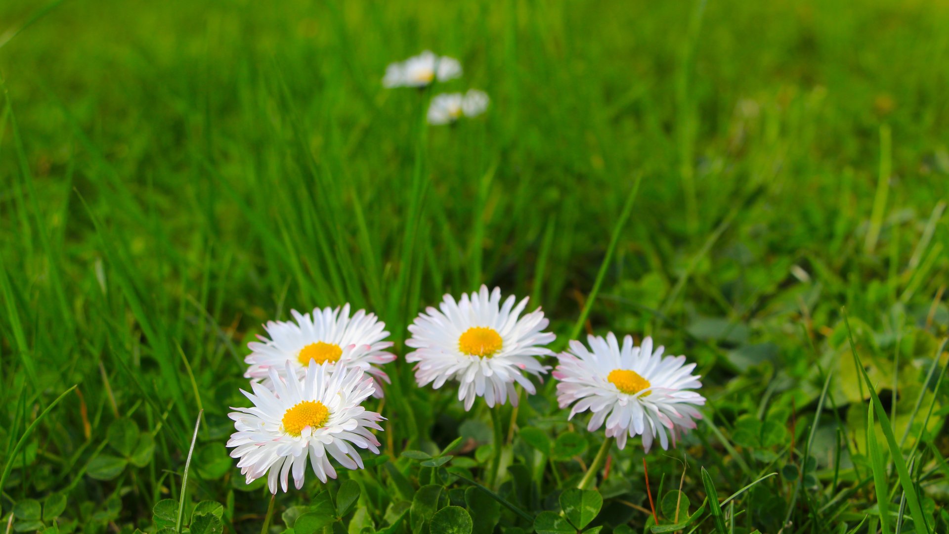 Download wallpaper flower, spring, meadow, Daisy, section nature in ...