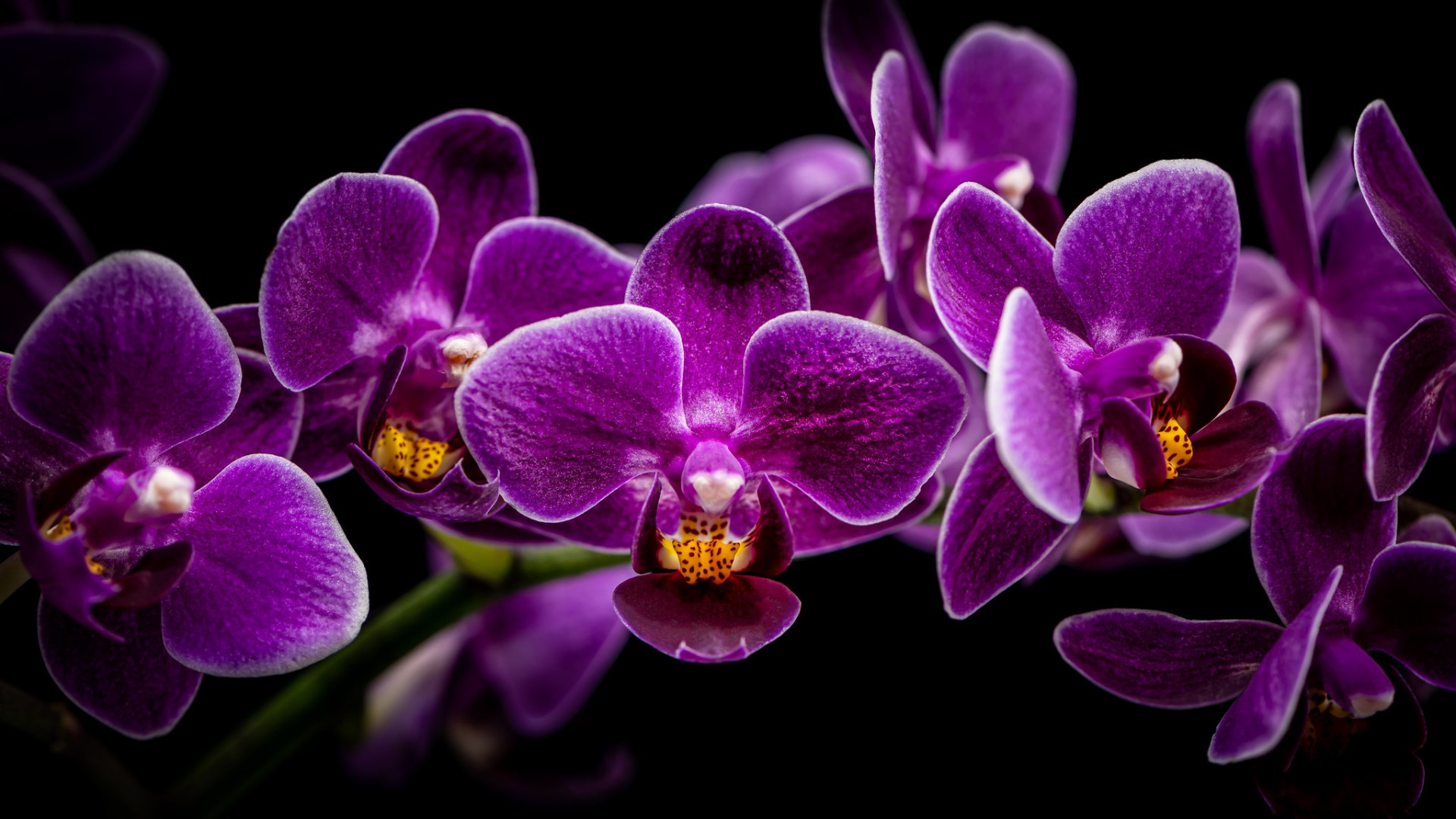 Beauty фото орхидеи Download wallpaper branch, black background, orchids, Orchid, SIRENIA, section f