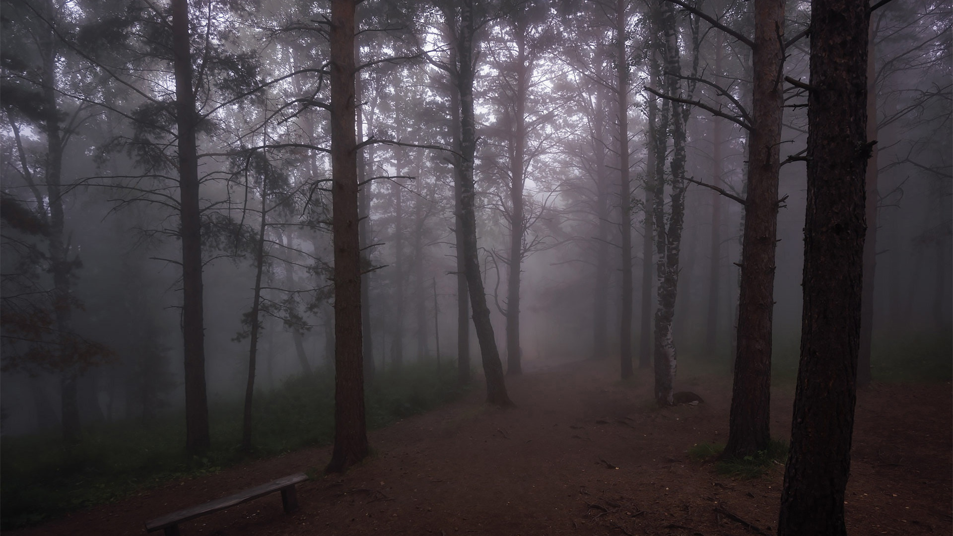 Туман мрак. Туманный пейзаж. Темная природа. Лес сумерки. Ночь лес луна.