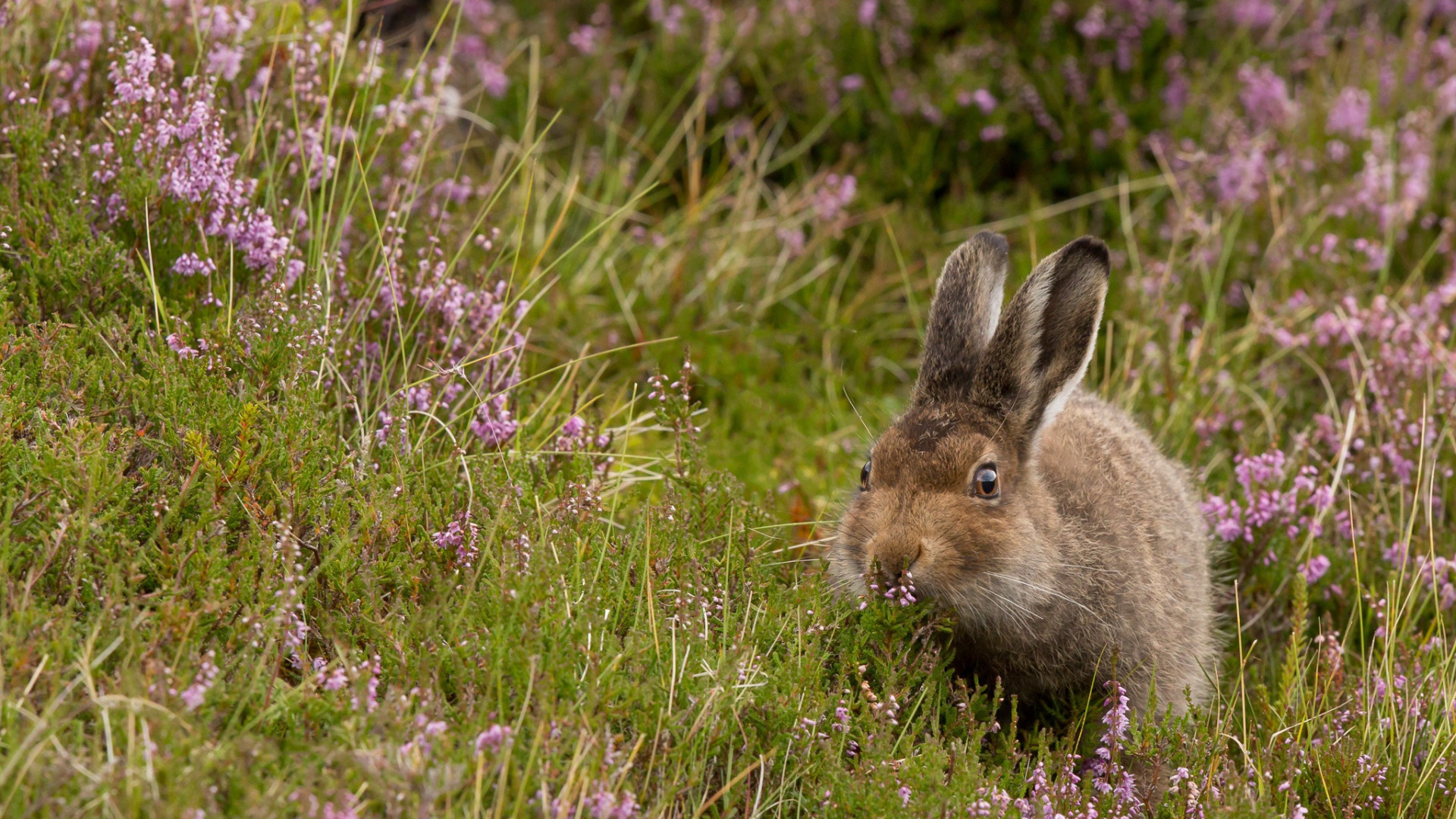 Download wallpaper grass, hare, ears, section animals in resolution ...