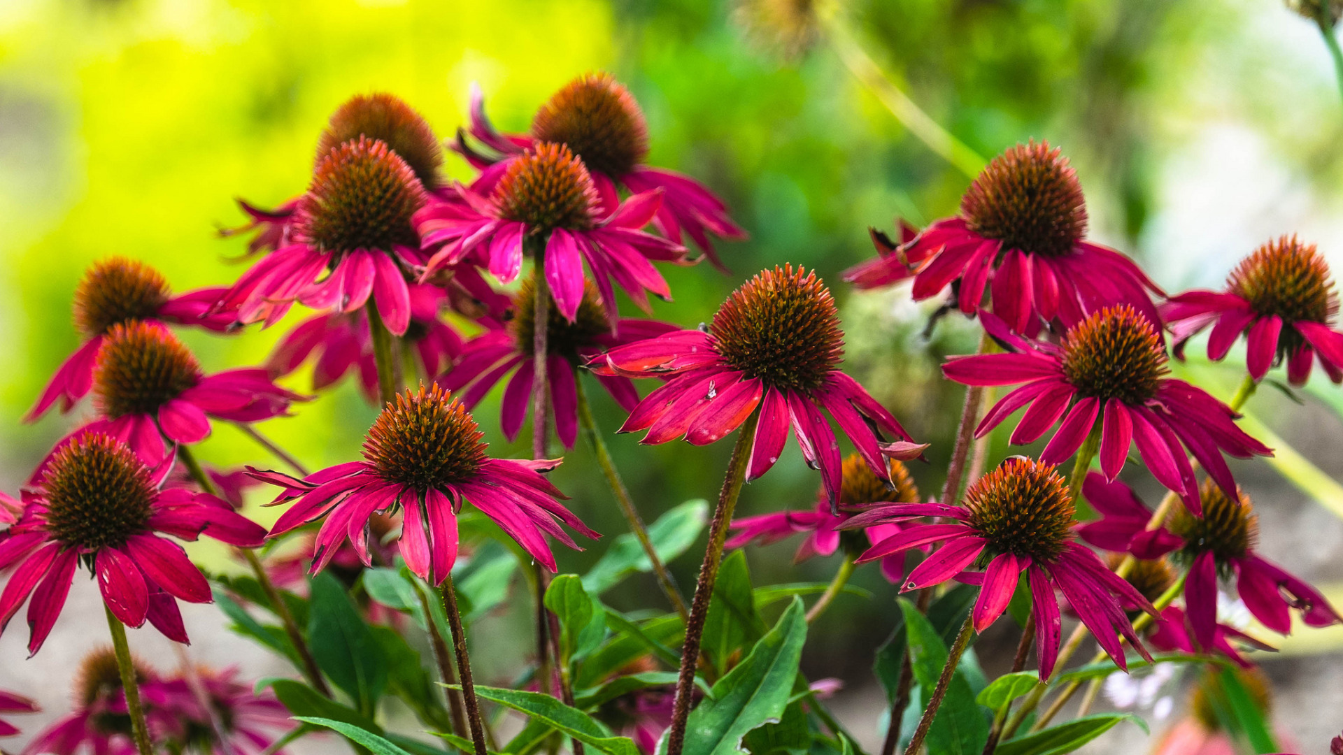 Как цветет эхинацея фото Download wallpaper flowers, red, flowerbed, Echinacea, section flowers in resolu