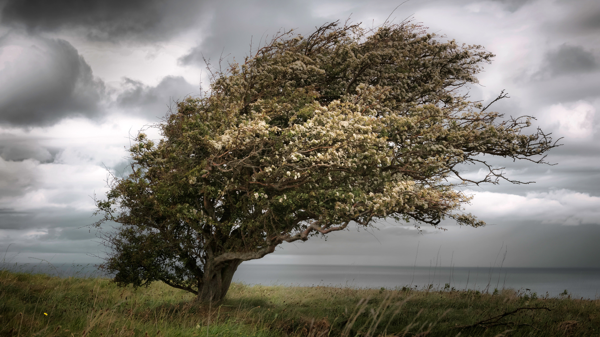 Белые ветры фото Download wallpaper grass, clouds, branches, clouds, river, tree, overcast, the w