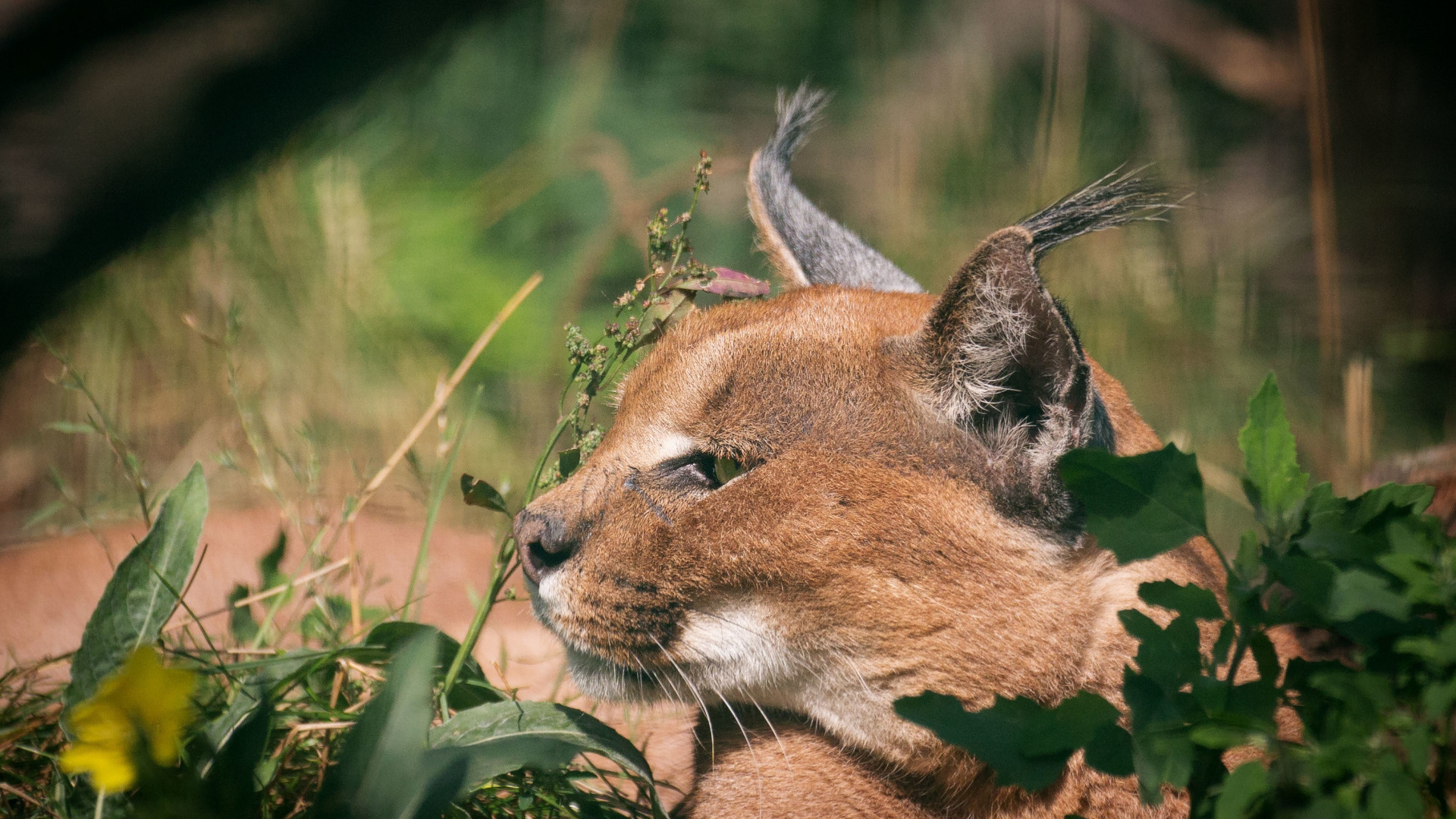 Download wallpaper cat, face, profile, Caracal, steppe lynx, section ...