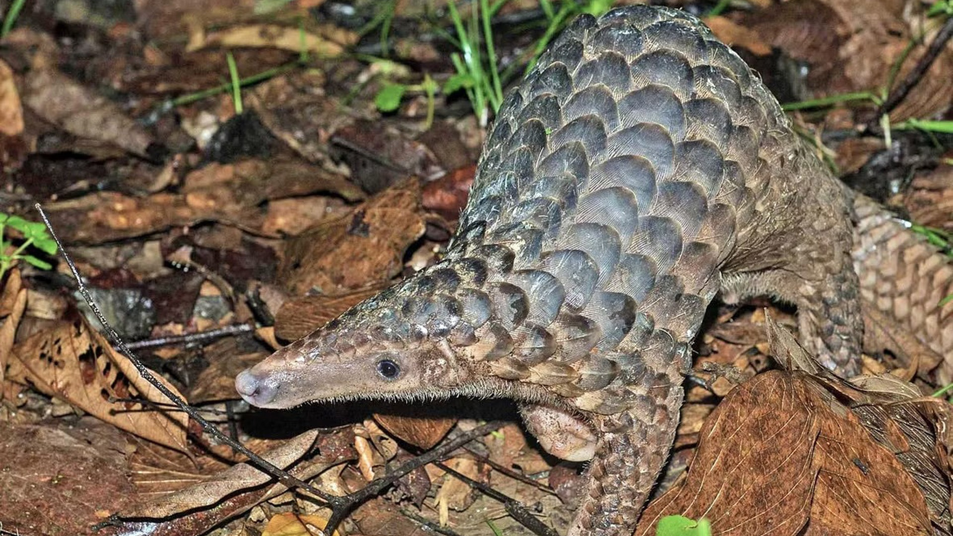 Download wallpaper animal, Java, Sweet, Sunda Pangolin, section animals ...