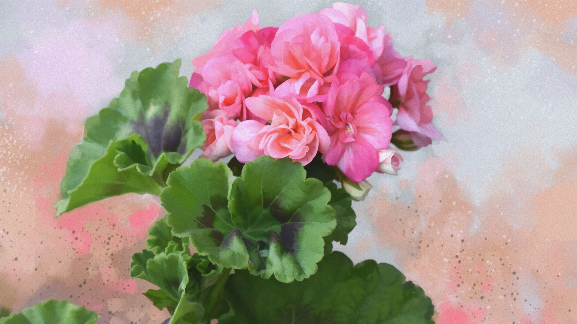 Download wallpaper leaves, background, texture, flowers, Geranium