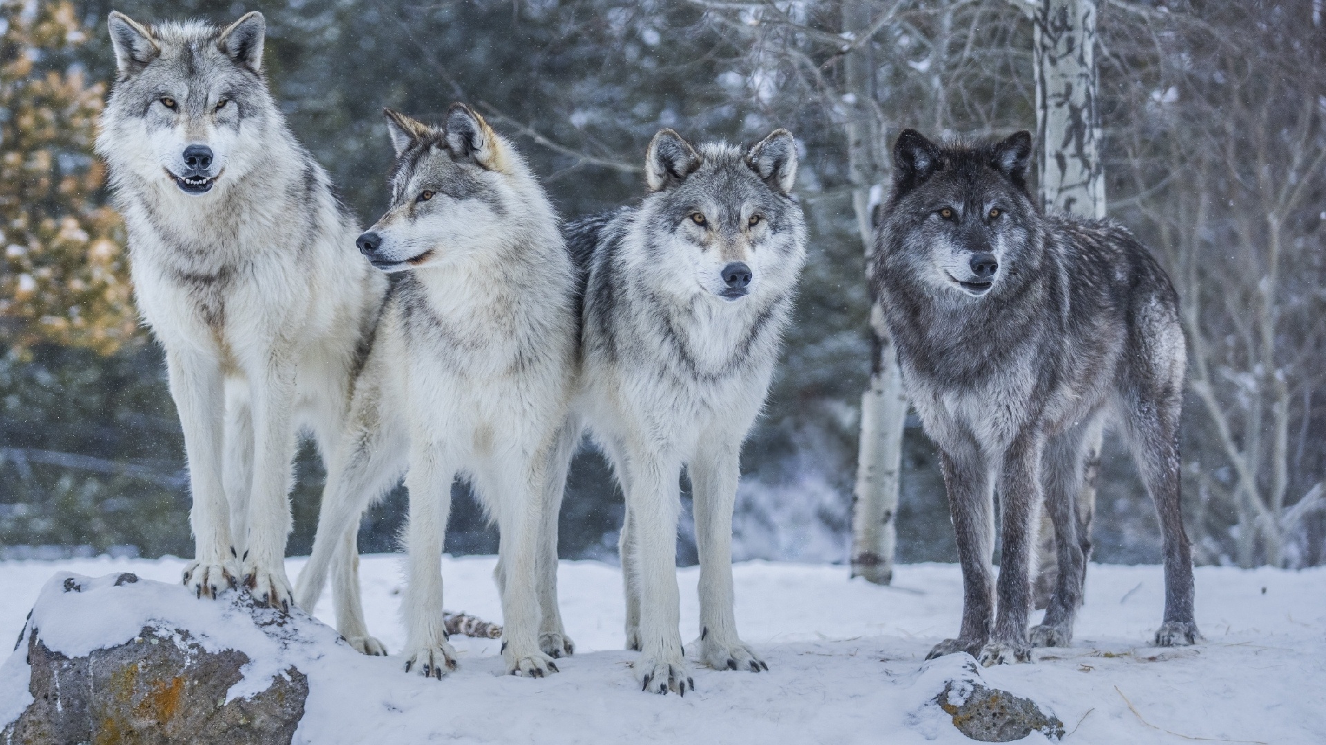 Wolves Nature Background Download wallpaper nature, wolves, nature, animal, for, woles, section ...