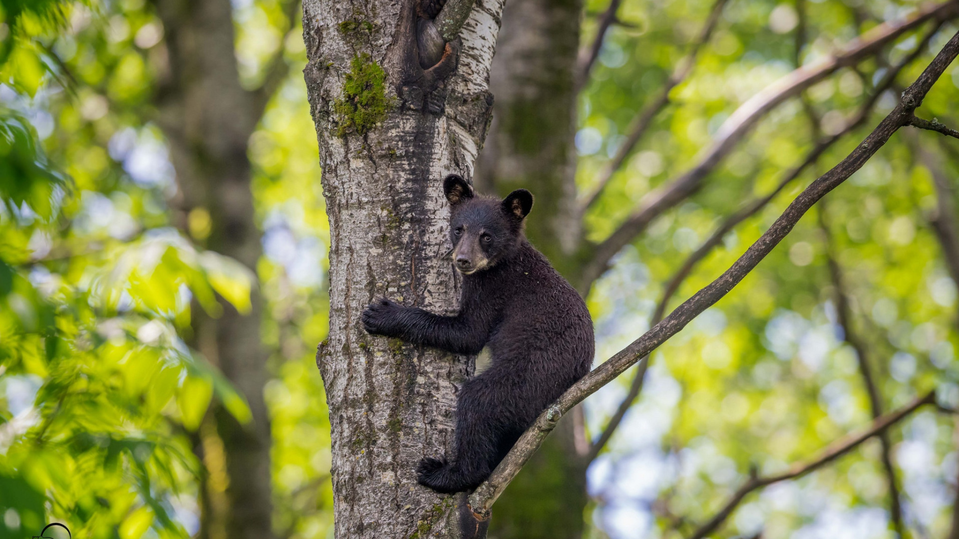 Tree bear