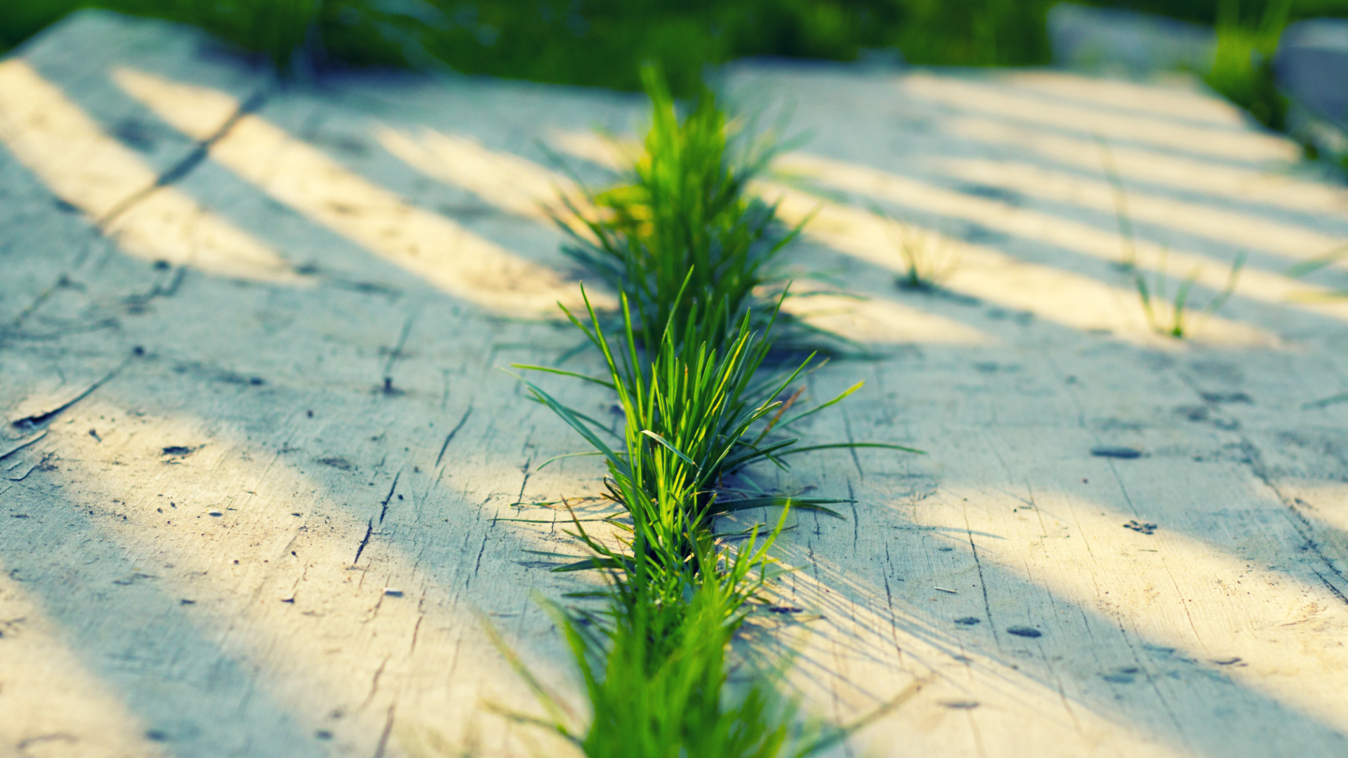 Download Wallpaper Greens Summer Grass Macro Board Grass Section