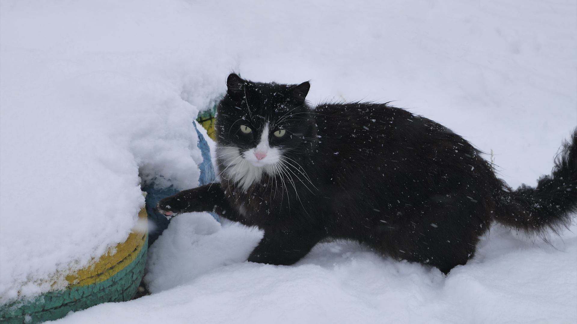 Что спрятано в снегу. Черный кот в снегу. Черная кошка зимой. Черный кот зимой. Черная кошка в снегу.