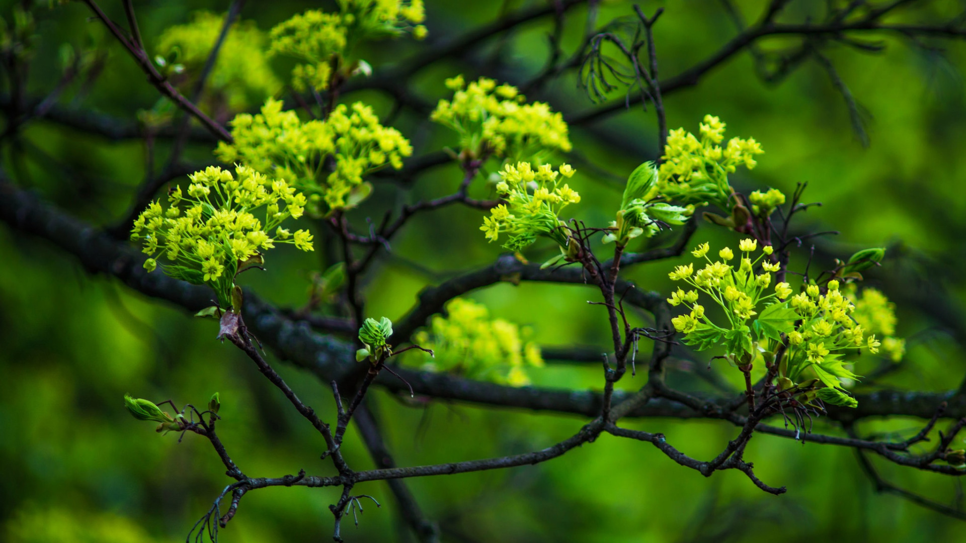 Trees Macro Spring Download wallpaper macro, branches, tree, spring, maple, flowering ...