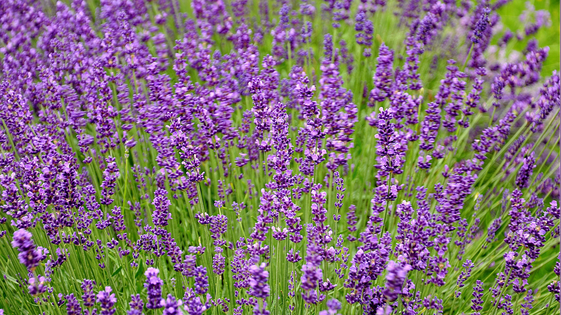 Download wallpaper field, field, lavender, Lavender, section flowers in