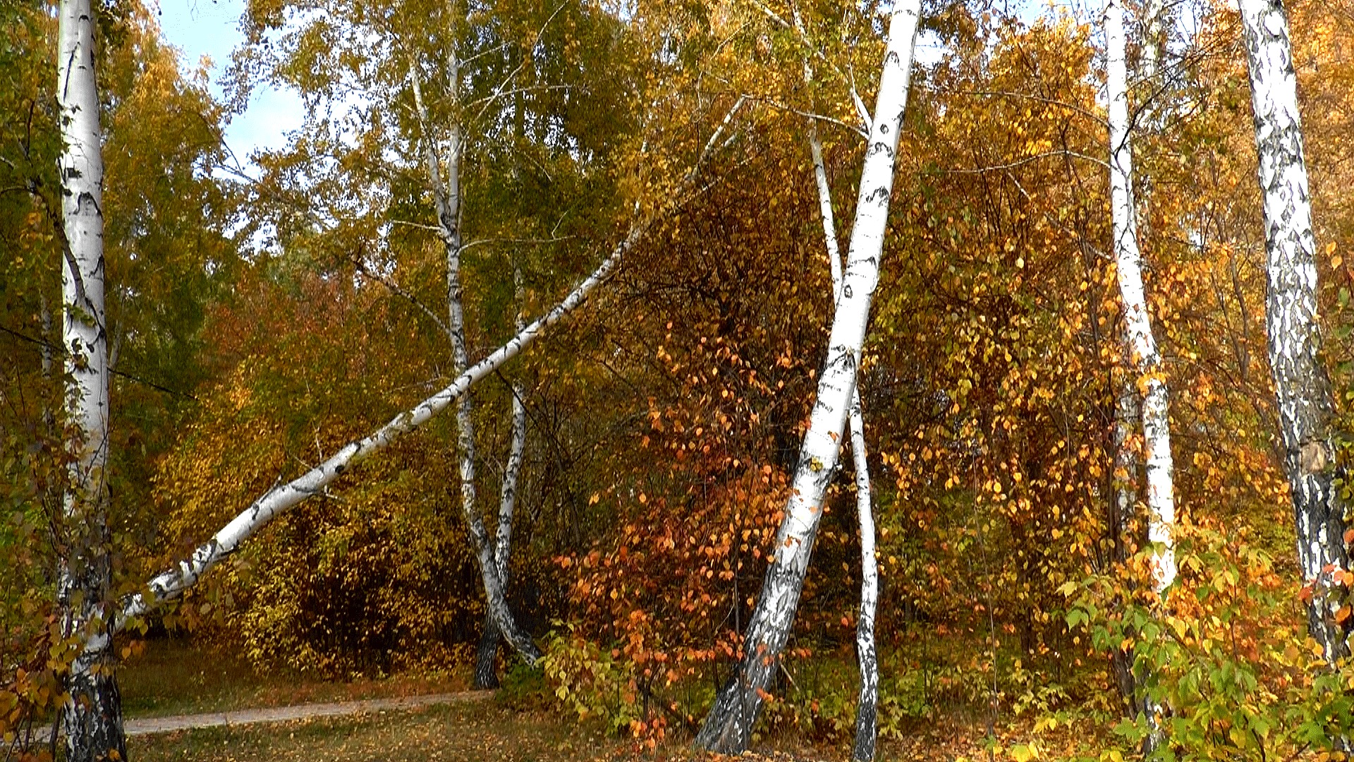 Береза сыпется. Осенний березовый лес. Березовый лес осенью. Береза осень. Береза в начале осени.