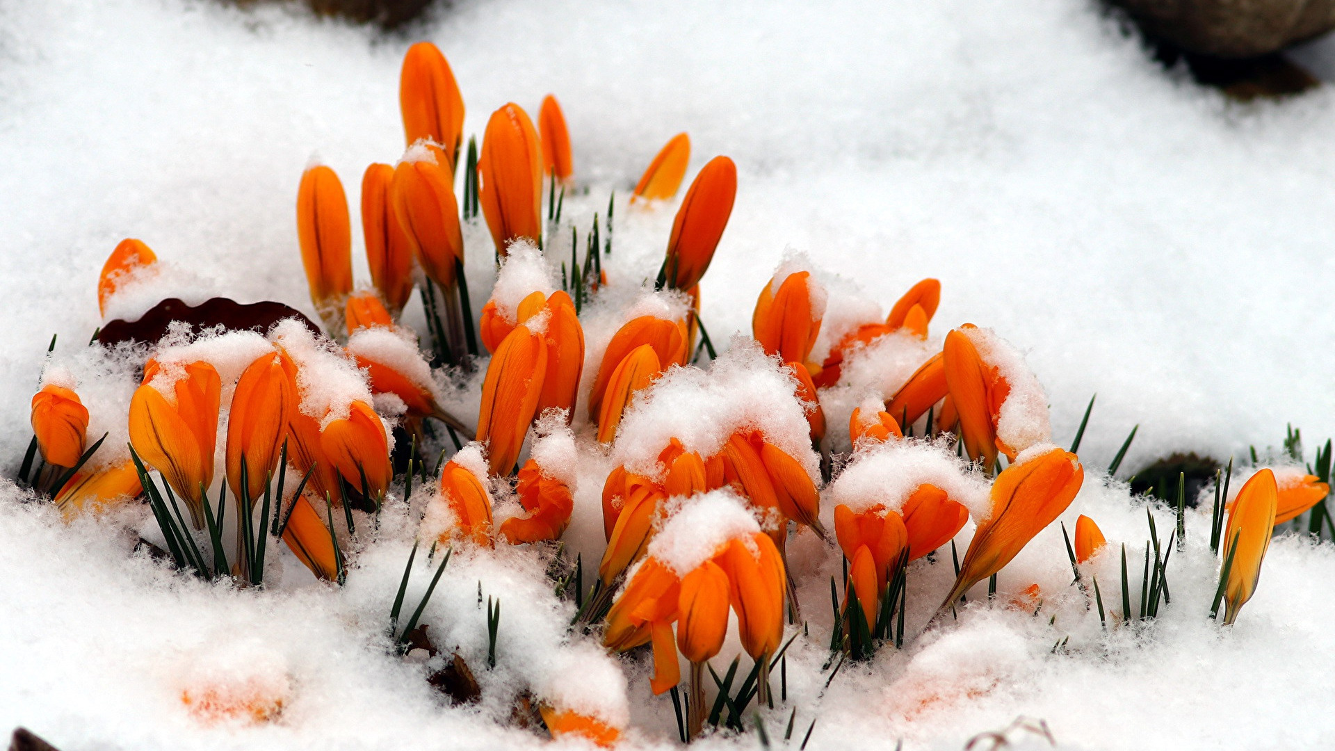 Download wallpaper snow, <b>flowers</b>, spring, crocuses, orange, section <b>flowers</b> in resolution...