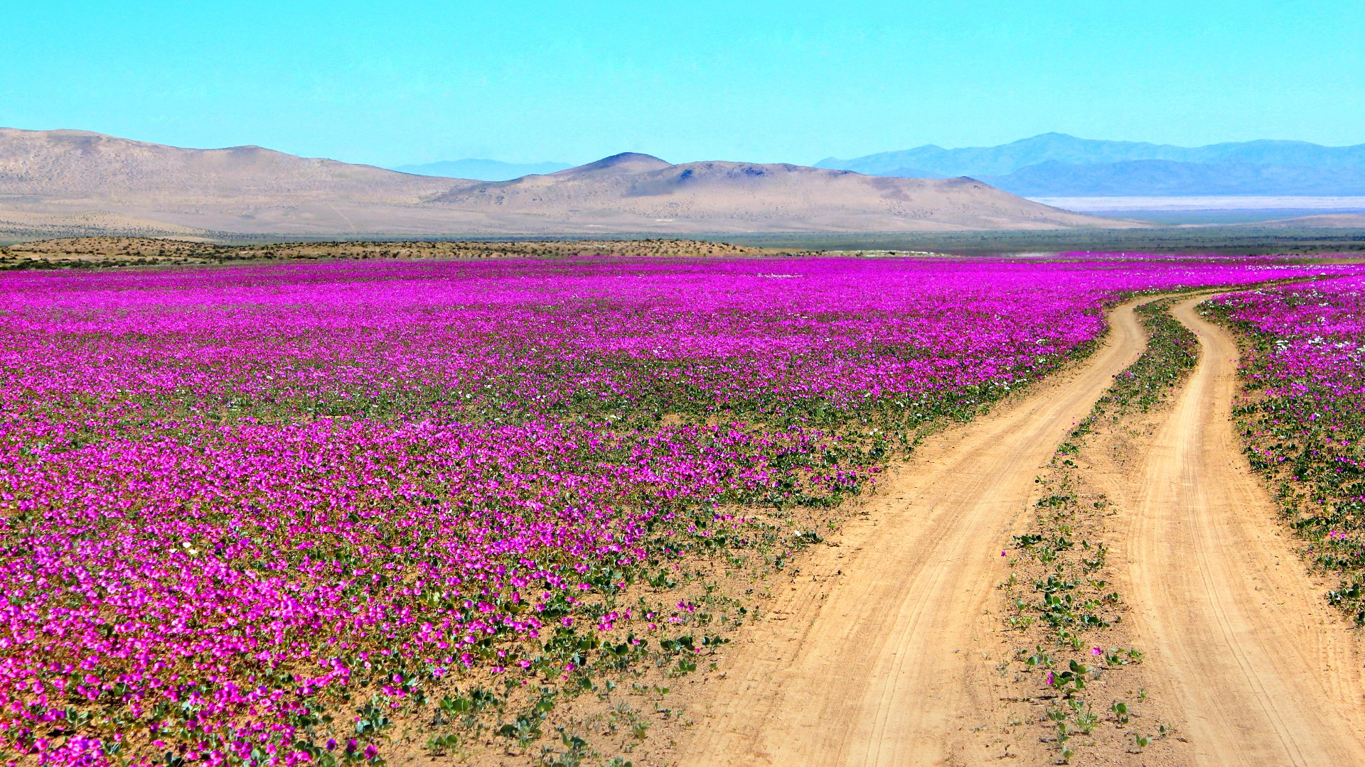 Download wallpaper field, flowers, spring, Chile, the Atacama desert ...