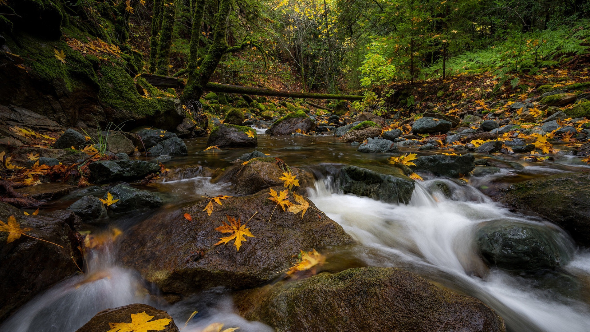 Creek. Сонома река. Река сонома Калифорния. Красивое фото ручья широкая картинка.