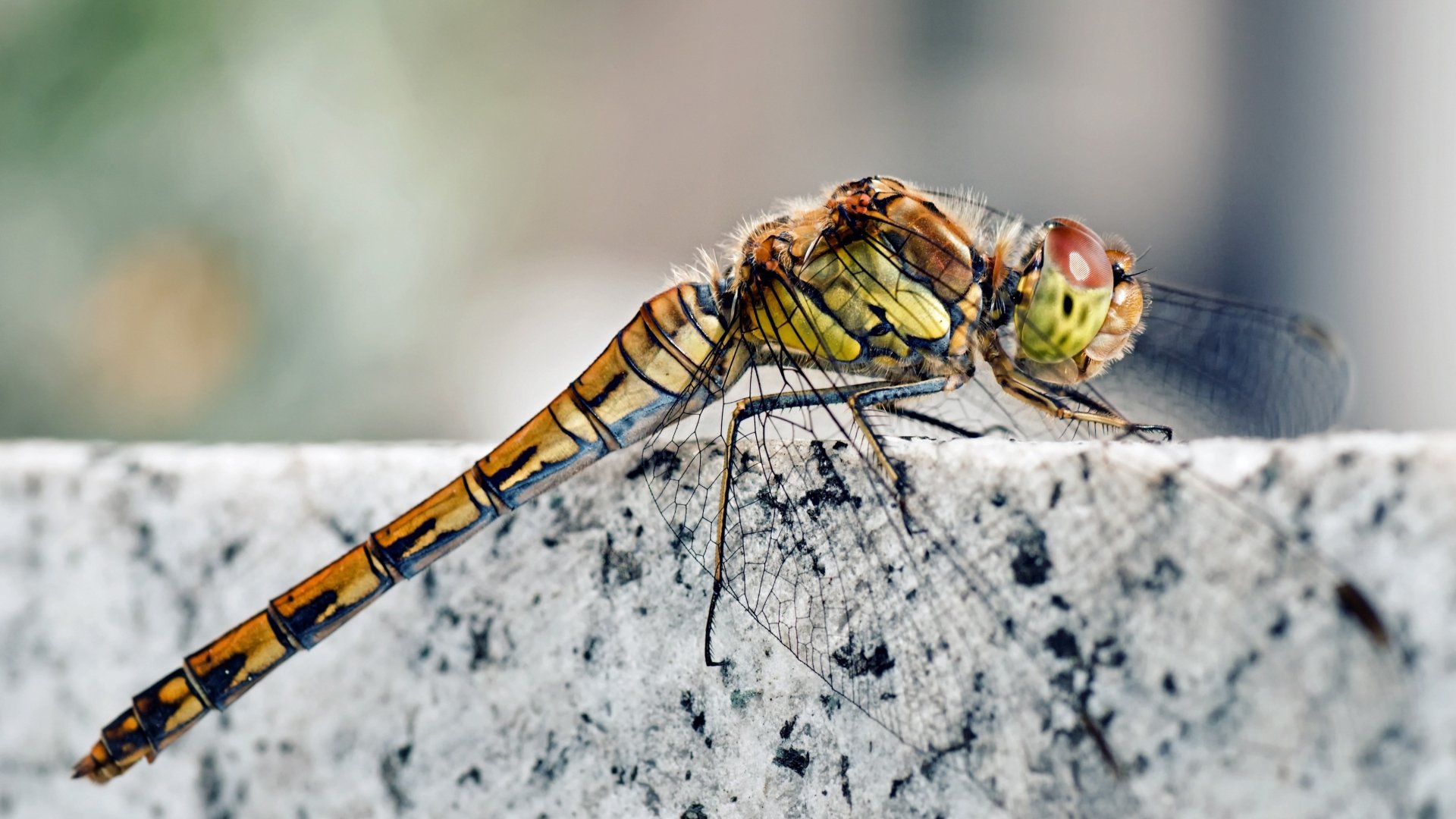 Download wallpaper legs, stone, wings, insect, head, marble, Dragonfly ...