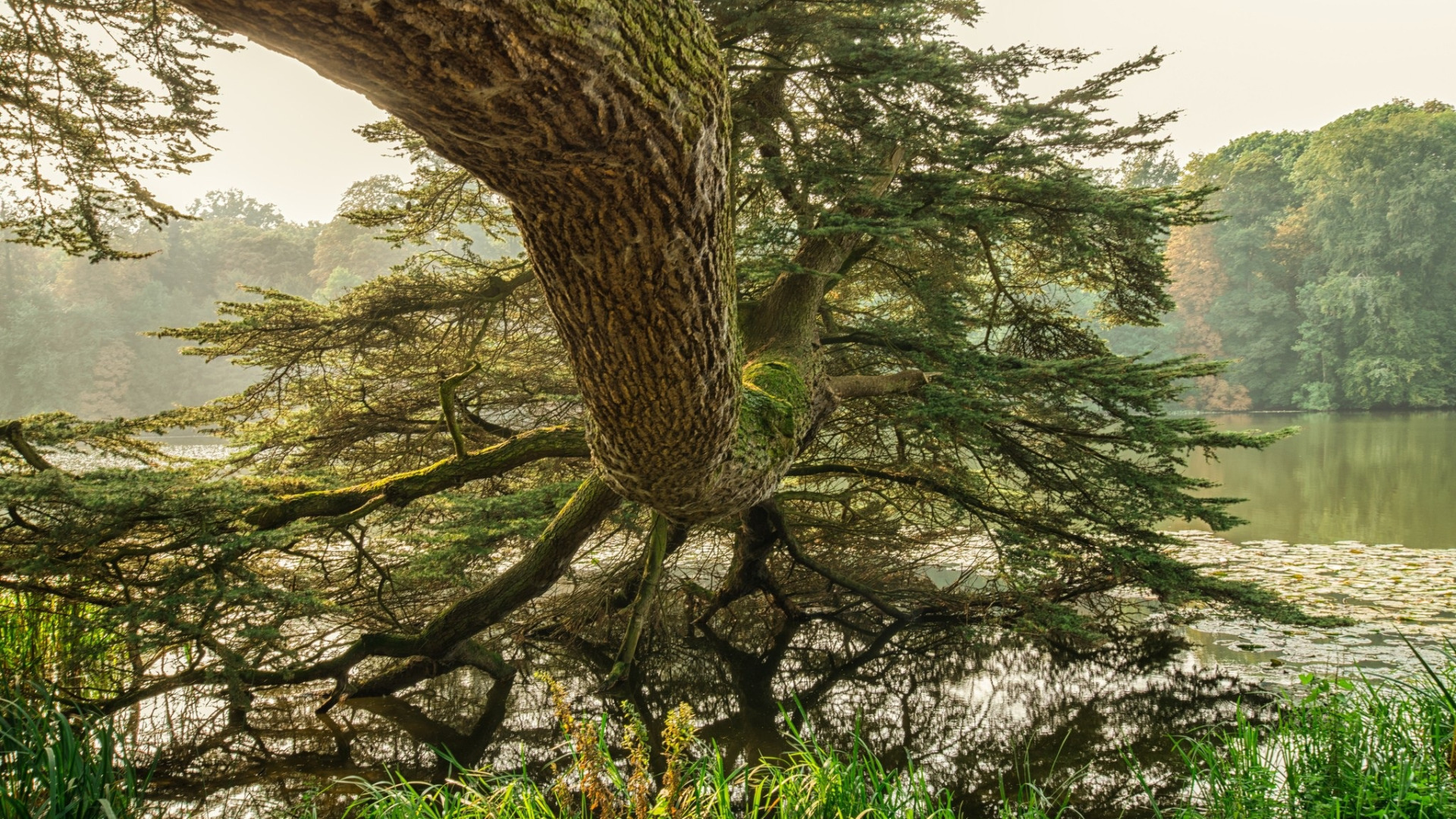 River tree. Бонсай плакучая Ива. Дерево над водой. Ива у реки. Дальневосточные деревья.