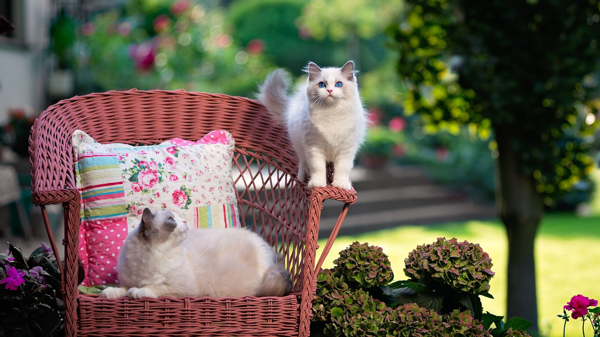 включи кота лету. июньский кот. кошка лето. включи кота лету. котик летом.