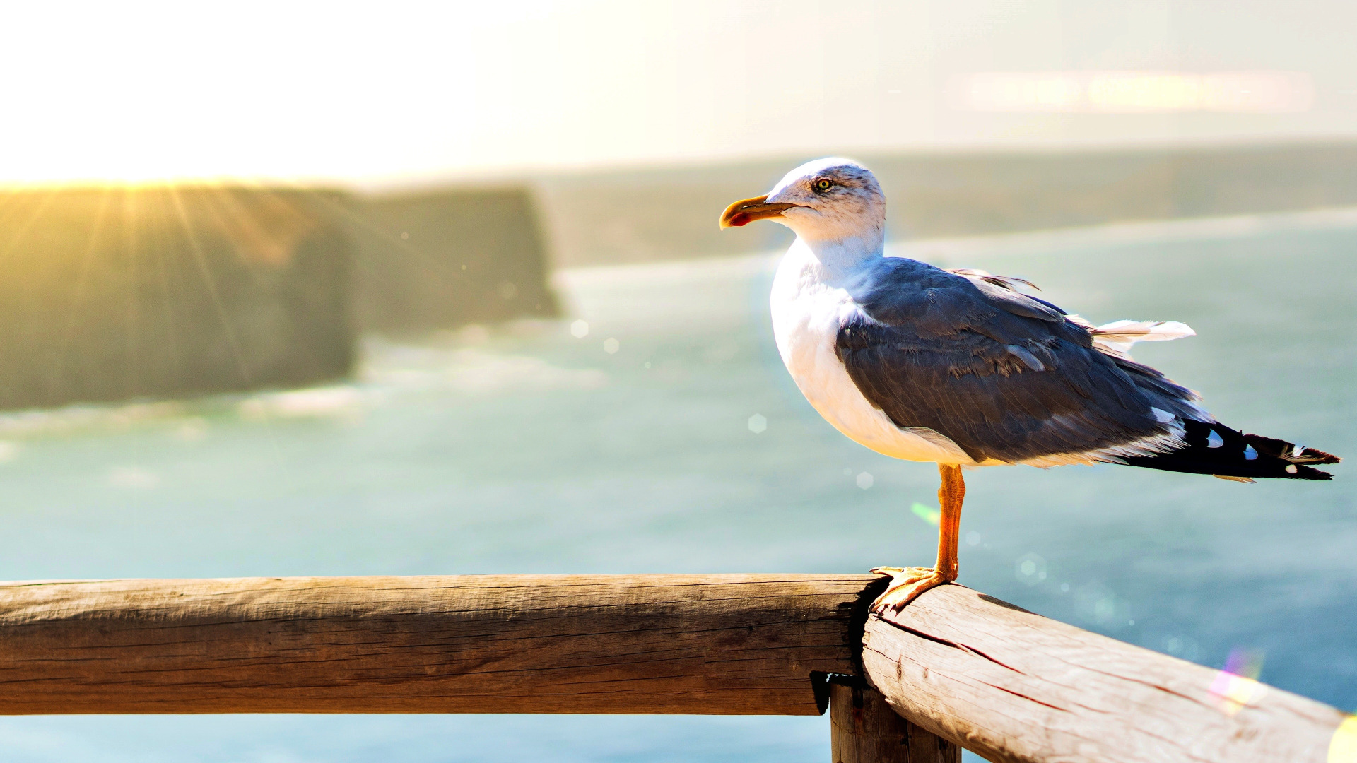 Download wallpaper background, bird, Wallpaper, Seagull, wallpaper, on ...