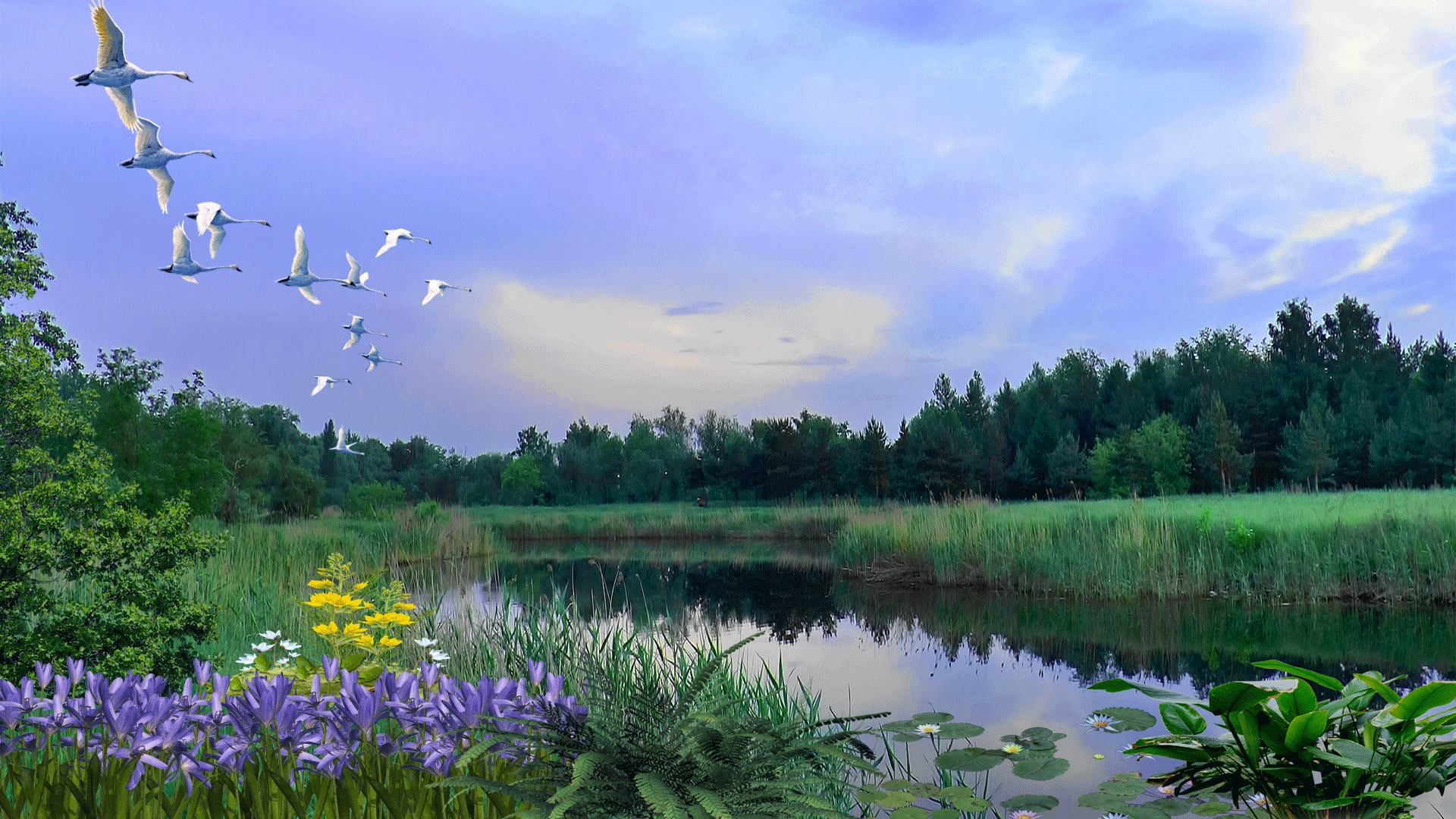 Звуки летней природы. Птицы над озером. Весенне летний пейзаж. Речной пейзаж. Лебеди над озером.