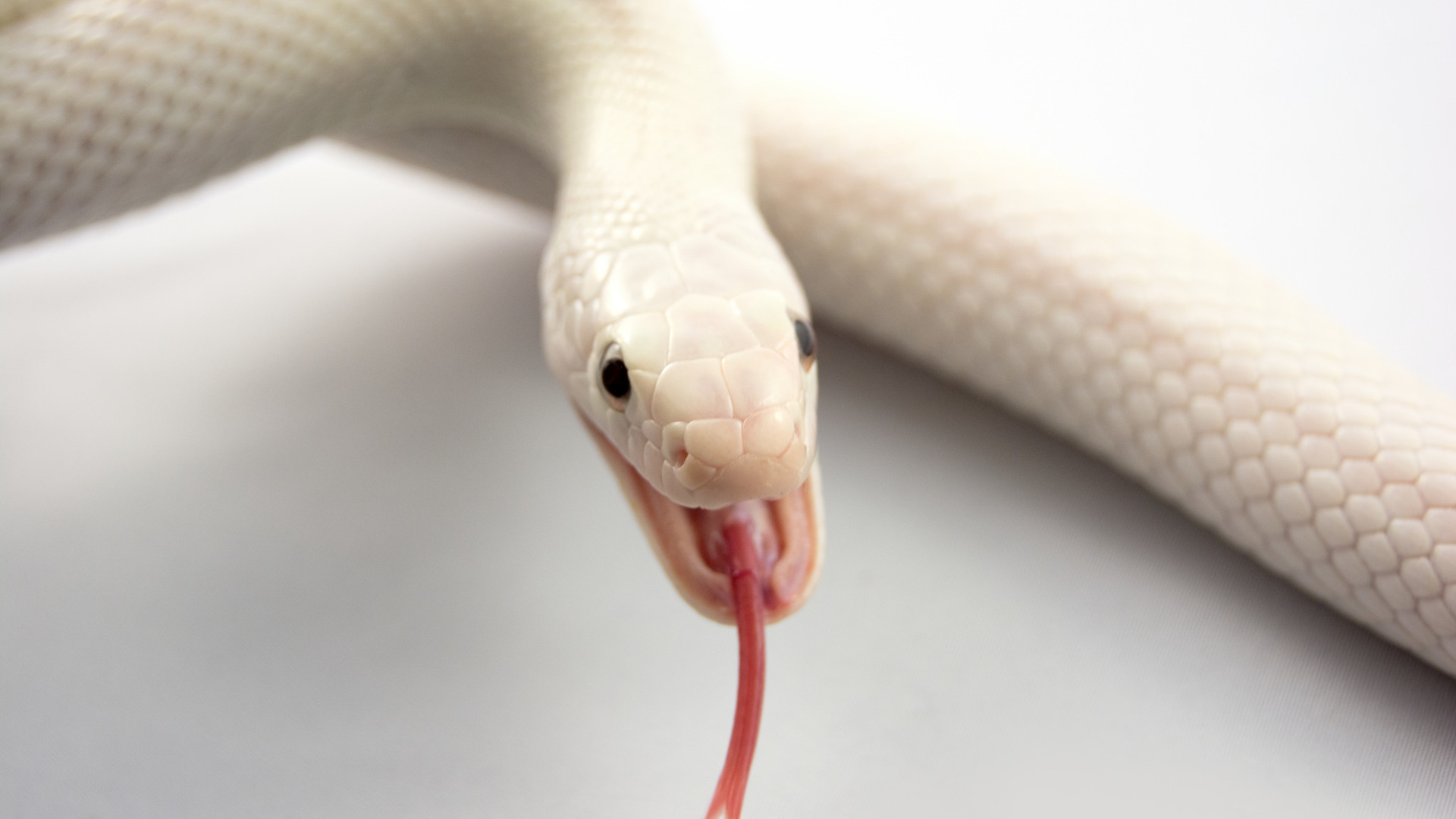 Какой язык у змеи фото Download wallpaper language, snake, mouth, albino, section animals in resolution