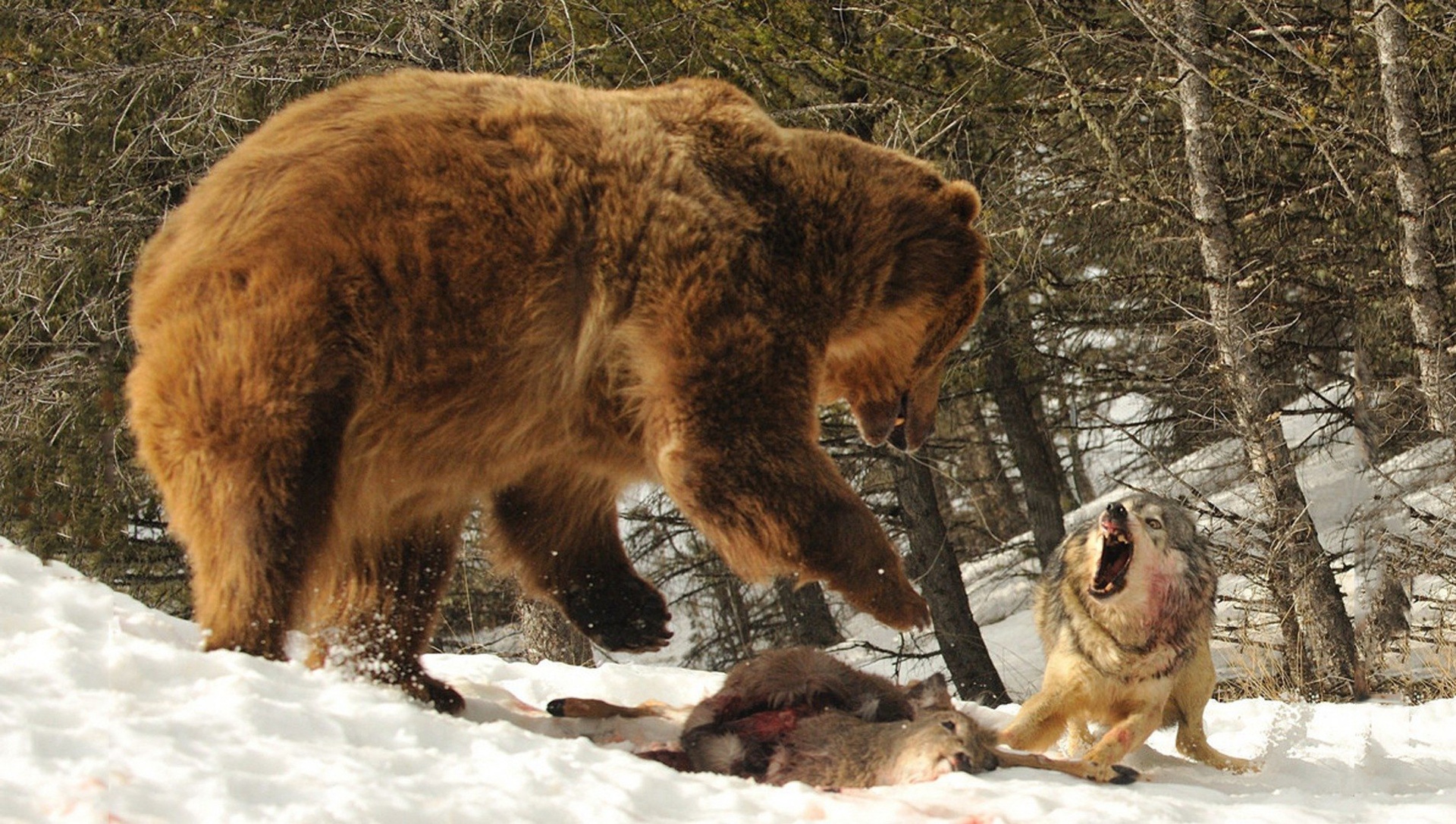 Битвы диких животных видео. Медведь Гризли против Волков. Дикие звери в природе.