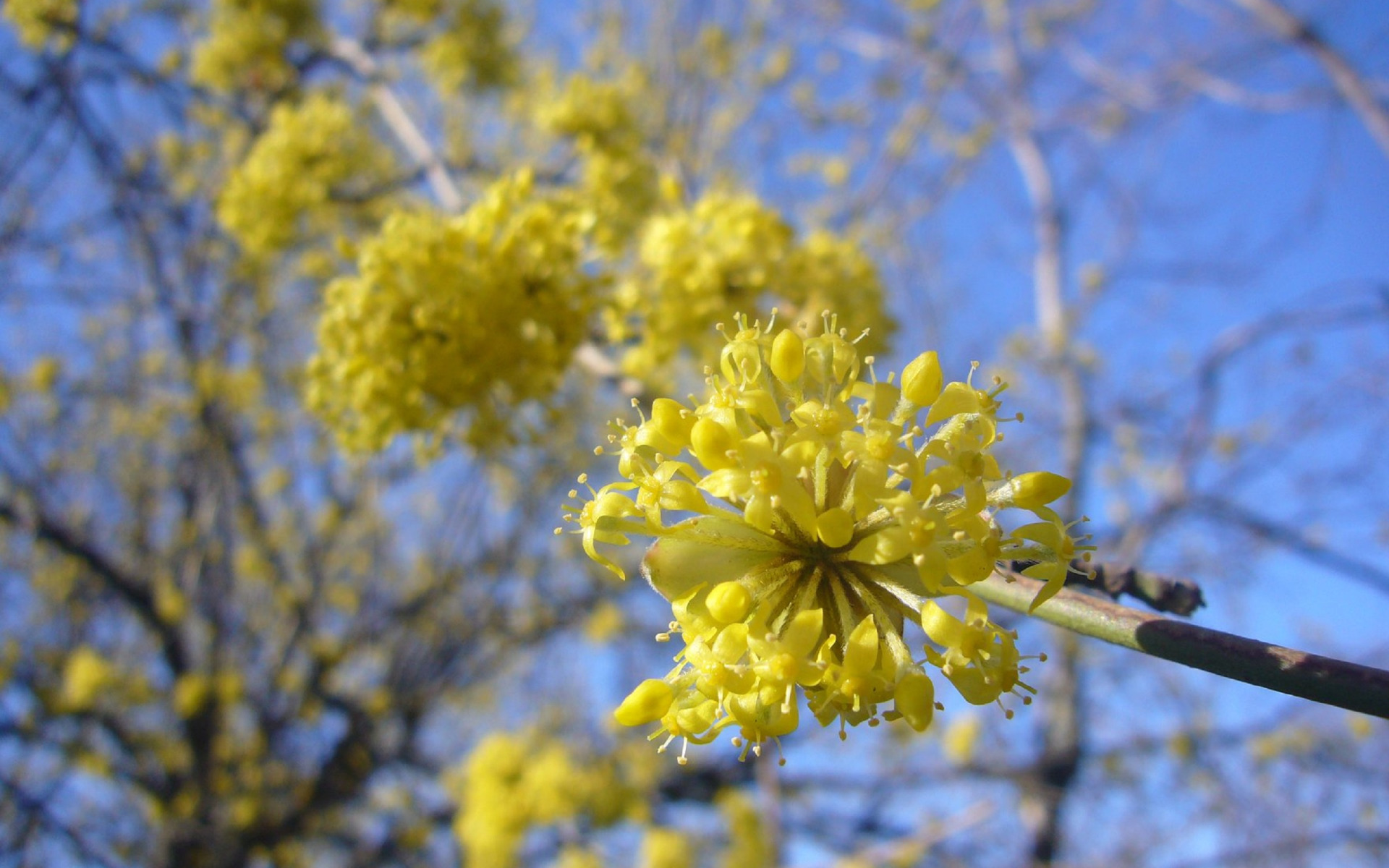 Как цветет кизил фото Download wallpaper forest, spring, flowering, dogwood, section nature in resolut