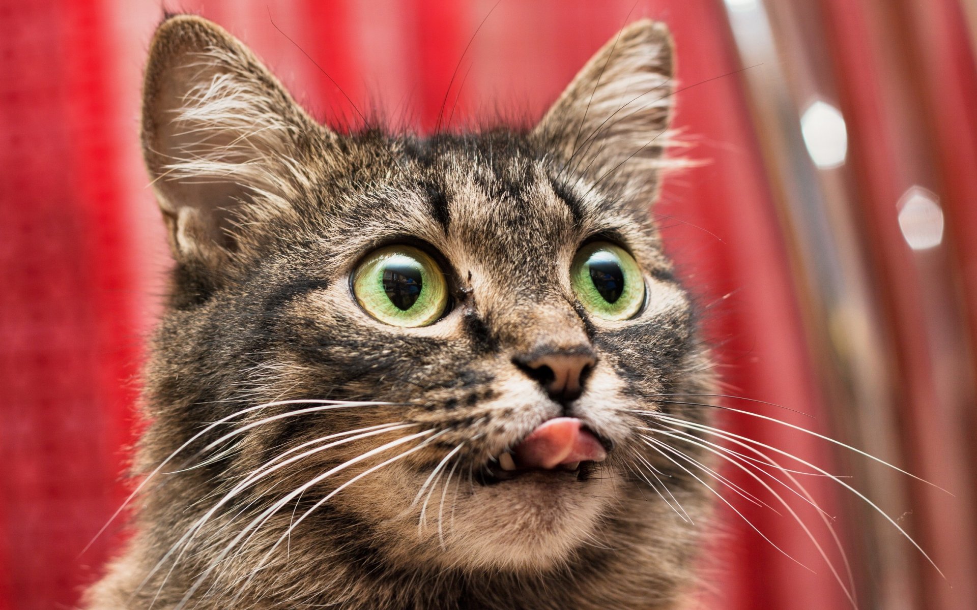 Download wallpaper cat, look, background, section cats in resolution ...
