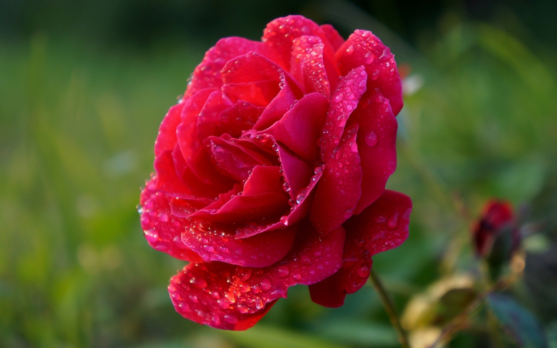 Download wallpaper red, rose, flower, section nature in resolution ...